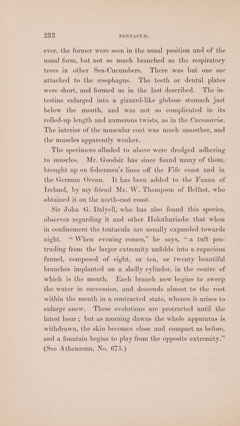 ever, the former were seen in the usual position and of the usual form, but not so much branched as the respiratory trees in other Sea-Cucumbers. ‘There was but one sac attached to the esophagus. The teeth or dental plates were short, and formed as in the last described. The in- testine enlarged into a gizzard-like globose stomach Just below the mouth, and was not so complicated im its rolled-up length and numerous twists, as in the Cucumarie. The interior of the muscular coat was much smoother, and the muscles apparently weaker. The specimens alluded to above were dredged adhering to muscles. Mr. Goodsir has since found many of them, brought up on fishermen’s lines off the Fife coast and in the German Ocean. It has been added to the Fauna of Ireland, by my friend Mr. W. Thompson of Belfast, who obtained it on the north-east coast. Sir John G. Dalyell, who has also found this species, observes regarding it and other Holothuriade that when in confinement the tentacula are usually expanded towards night. ‘When evening comes,” he says, “‘a tuft pro- truding from the larger extremity unfolds into a capacious funnel, composed of eight, or ten, or twenty beautiful branches implanted on a shelly cylinder, mm the centre of which is the mouth. Each branch now begins to sweep the water in succession, and descends almost to the root within the mouth in a contracted state, whence it arises to enlarge anew. These evolutions are protracted until the latest hour; but as morning dawns the whole apparatus is withdrawn, the skin becomes close and compact as before, and a fountain begins to play from the opposite extremity.” (See Atheneum, No. 675.)
