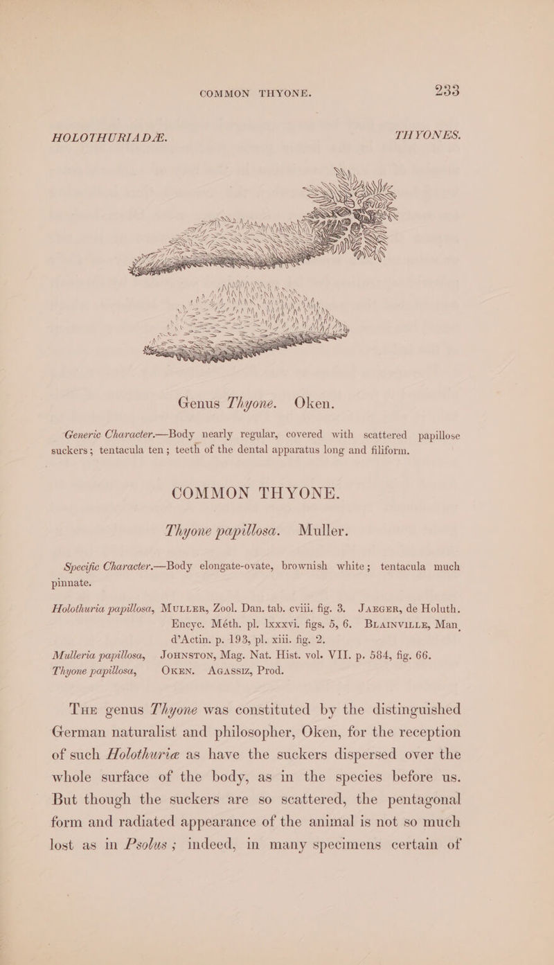 HOLOTHURIAD. THYONES. SS Aa Sp . Fy ale SUNN < eg iS Res Ax aS = UN eg (; SQA Generic Character.—Body nearly regular, covered with scattered papillose suckers; tentacula ten; teeth of the dental apparatus long and filiform. COMMON THYONE. Thyone papillosa. Muller. Specific Character.—Body elongate-ovate, brownish white; tentacula much pinnate. Holothuria papillosa, Murr, Zool. Dan. tab. cyiii. fig. 3. JAnGHR, de Holuth. Encyc. Méth. pl. lxxxvi. figs. 5,6. BLAINviLLE, Man, d’Actin. p. 198, pl. xiii. fig. 2. Mulleria papillosa, Jounston, Mag. Nat. Hist. vol. VII. p. 584, fig. 66. Thyone papillosa, OxEN. AGassiz, Prod. Tue genus 7hyone was constituted by the distinguished German naturalist and philosopher, Oken, for the reception of such Holothurta as have the suckers dispersed over the whole surface of the body, as in the species before us. But though the suckers are so scattered, the pentagonal form and radiated appearance of the animal is not so much lost as in Psolus ; indeed, in many specimens certain of