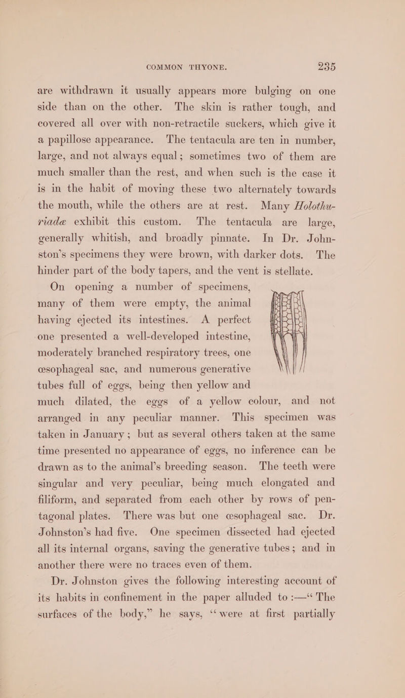 are withdrawn it usually appears more bulging on one side than on the other. The skin is rather tough, and covered all over with non-retractile suckers, which give it a papillose appearance. The tentacula are ten in number, large, and not always equal; sometimes two of them are much smaller than the rest, and when such is the case it is in the habit of moving these two alternately towards the mouth, while the others are at rest. Many Holothu- riade exhibit this custom. The tentacula are large, generally whitish, and broadly pinnate. In Dr. John- ston’s specimens they were brown, with darker dots. The hinder part of the body tapers, and the vent is stellate. On opening a number of specimens, many of them were empty, the animal having ejected its intestines. A_ perfect one presented a well-developed intestine, moderately branched respiratory trees, one cesophageal sac, and numerous generative tubes full of eggs, being then yellow and much dilated, the eggs of a yellow colour, and not arranged in any peculiar manner. This specimen was taken in January; but as several others taken at the same time presented no appearance of eggs, no inference can be drawn as to the animal’s breeding season. The teeth were singular and very peculiar, being much elongated and filiform, and separated from each other by rows of pen- tagonal plates. There was but one csophageal sac. Dr. Johnston’s had five. One specimen dissected had ejected all its internal organs, saving the generative tubes; and in another there were no traces even of them. Dr. Johnston gives the following interesting account of its habits in confinement in the paper alluded to :—‘ The surfaces of the body,” he says, ‘“‘ were at first partially