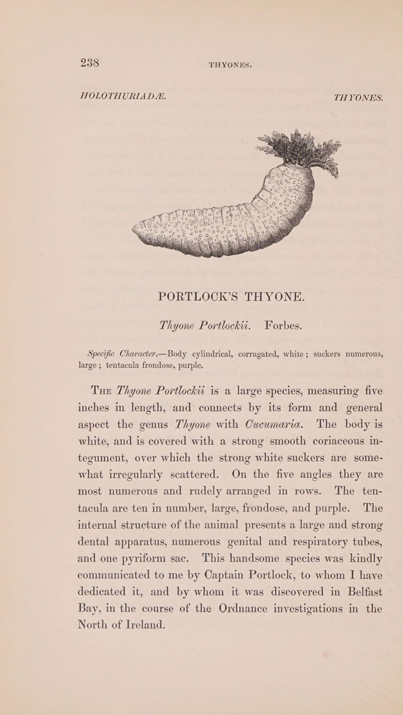 HOLOTHURIA D:. TH YONES. Thyone Portlockit. Forbes. Specifie Character.—Body cylindrical, corrugated, white; suckers numerous, large ; tentacula frondose, purple. Tue Thyone Portlockit is a large species, measuring’ five inches in length, and connects by its form and general aspect the genus Thyone with Cucumaria. The body is white, and is covered with a strong smooth coriaceous in- tegument, over which the strong white suckers are some- what irregularly scattered. On the five angles they are most numerous and rudely arranged in rows. The ten- tacula are ten in number, large, frondose, and purple. The internal structure of the animal presents a large and strong dental apparatus, numerous genital and respiratory tubes, and one pyriform sac. This handsome species was kindly communicated to me by Captain Portlock, to whom I have dedicated it, and by whom it was discovered in Belfast Bay, in the course of the Ordnance investigations in the North of Ireland.
