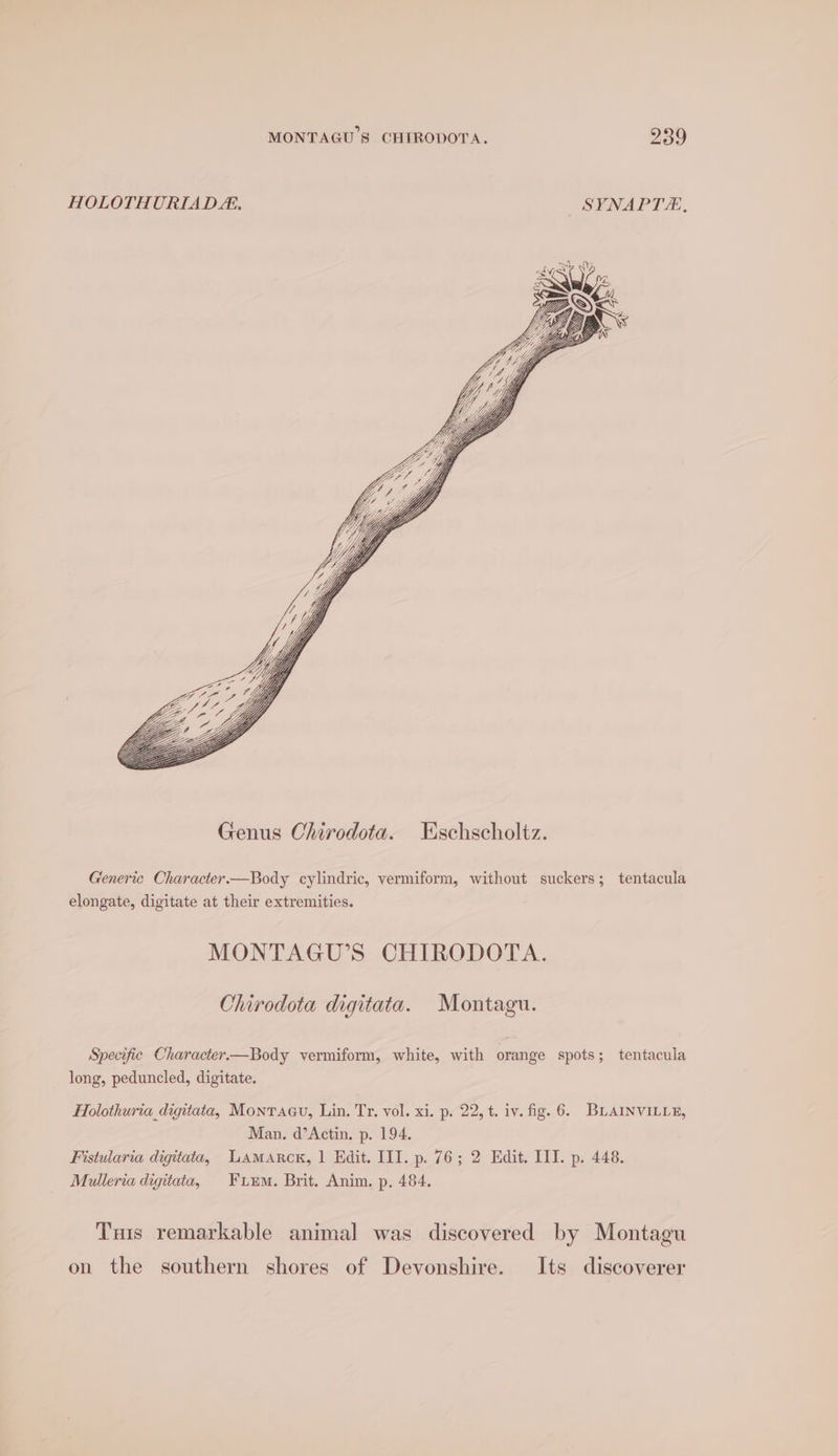 HOLOTHURIAD., SYNAPT, Generic Character.—Body cylindric, vermiform, without suckers; tentacula elongate, digitate at their extremities. MONTAGU’S CHIRODOTA. Chirodota digitata. Montagu. Specific Character.—Body vermiform, white, with orange spots; tentacula long, peduncled, digitate. Holothuria_ digitata, Montraau, Lin. Tr. vol. xi. p. 22, t. iv. fig. 6. BLAINVILLE, Man. d’Actin. p. 194. Fistularia digitata, UAmaARrck, | Edit. III. p. 76; 2 Edit. III. p. 448. Mulleria digitata, Fuum. Brit. Anim. p. 484. Tuis remarkable animal was discovered by Montagu on the southern shores of Devonshire. Its discoverer