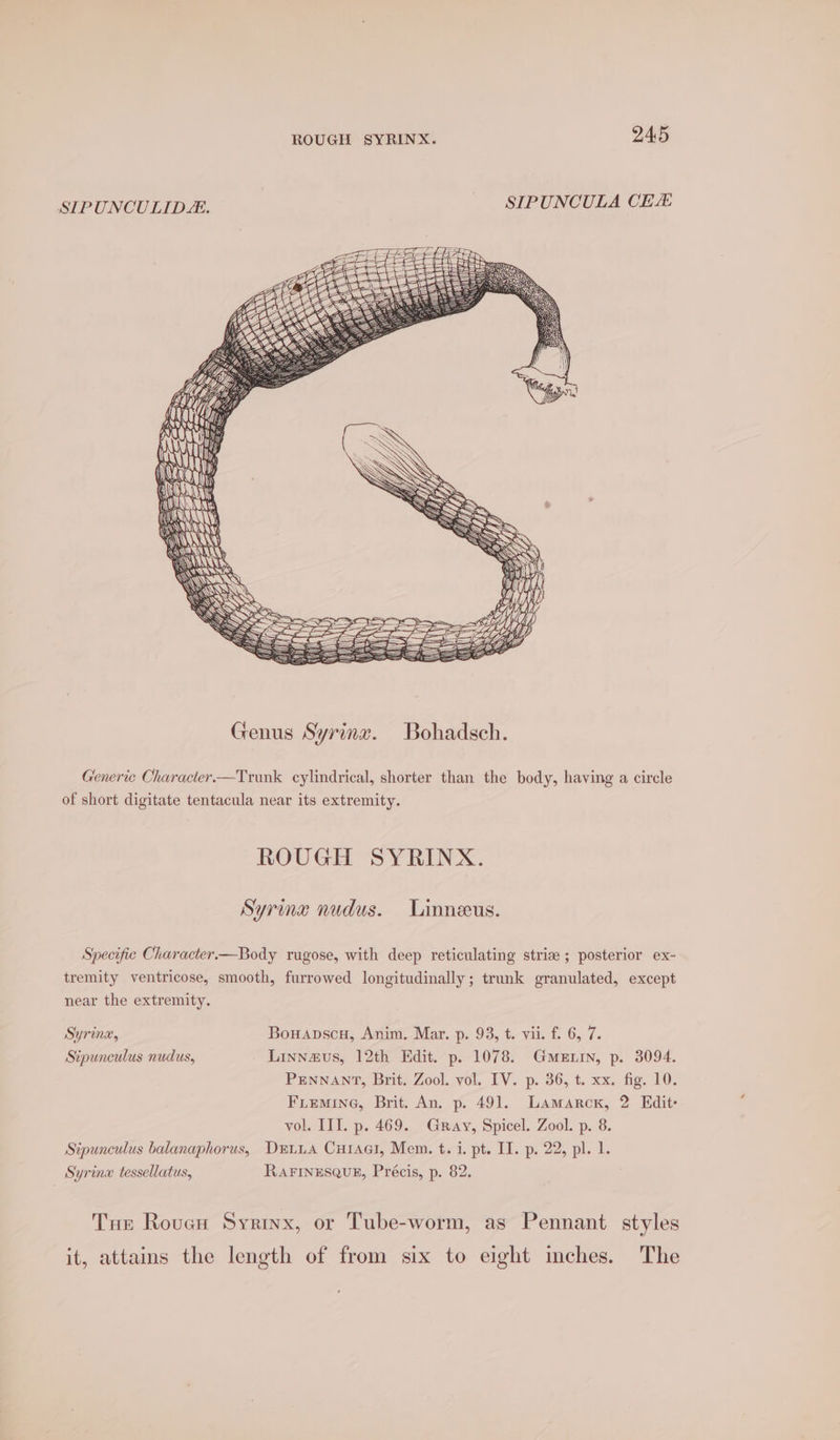 SIPUNCULIDE. SIPUNCULA CE \ \ { \ WAS \\ \\ Genus Syrinv. Bohadsch. Generic Character.—Trunk cylindrical, shorter than the body, having a circle of short digitate tentacula near its extremity. ROUGH SYRINX. Syring nudus. Linneeus. Specific Character—Body rugose, with deep reticulating strie ; posterior ex- tremity ventricose, smooth, furrowed longitudinally; trunk granulated, except near the extremity. Syring, Bouapscu, Anim. Mar. p. 93, t. vii. f. 6, 7. Sipunculus nudus, Linnazvus, 12th Edit. p. 1078. Gmetnin, p. 3094. PENNANT, Brit. Zool. vol. IV. p. 36, t. xx. fig. 10. Fiemine, Brit. An. p. 491. Lamarcx, 2 Edit- vol. III. p. 469. Gray, Spicel. Zool. p. 8. Sipunculus balanaphorus, Drtua CurAai, Mem. t. i. pt. II. p. 22, pl. 1. Syrinx tessellatus, RAFINESQUE, Précis, p. 82. Tue Rouen Syrinx, or Tube-worm, as Pennant styles it, attains the length of from six to eight inches. The
