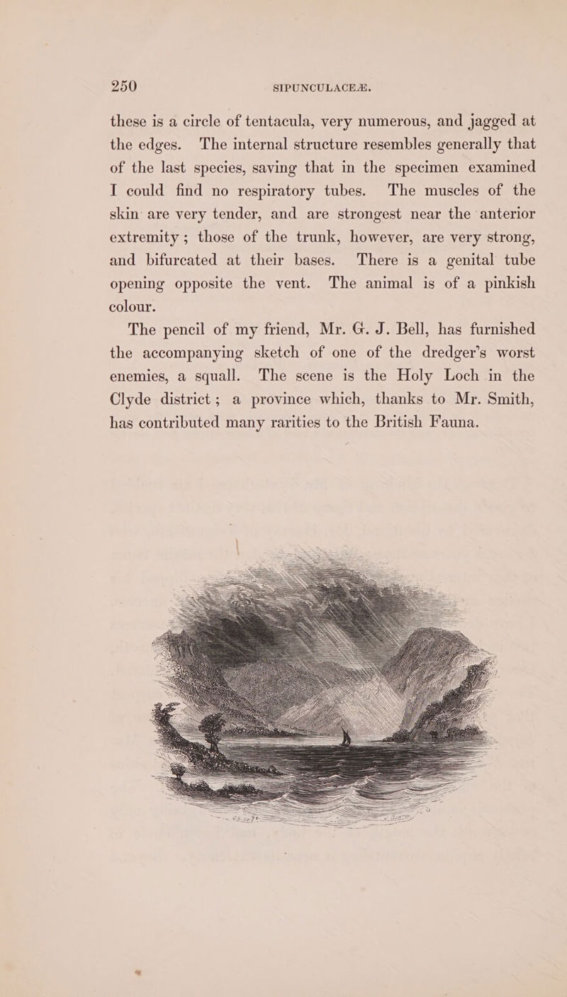 these is a circle of tentacula, very numerous, and jagged at the edges. ‘The internal structure resembles generally that of the last species, saving that in the specimen examined I could find no respiratory tubes. The muscles of the skin are very tender, and are strongest near the anterior extremity ; those of the trunk, however, are very strong, and bifurcated at their bases. There is a genital tube opening opposite the vent. The animal is of a pinkish colour. The pencil of my friend, Mr. G. J. Bell, has furnished the accompanying sketch of one of the dredger’s worst enemies, a squall. The scene is the Holy Loch in the Clyde district; a province which, thanks to Mr. Smith, has contributed many rarities to the British Fauna.
