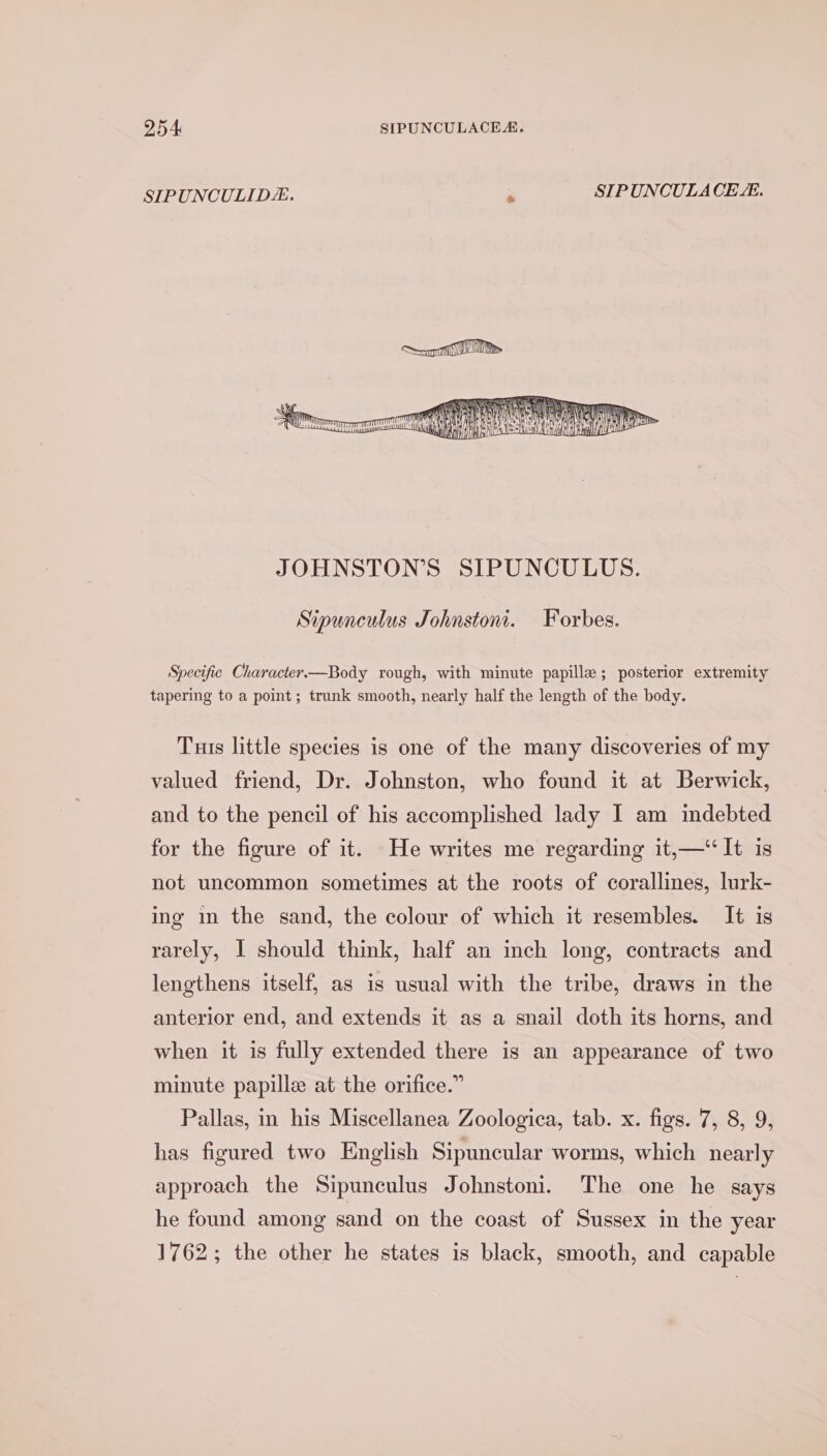 SIPUNCULID“. . STPUNOULACE i. Sipunculus Johnston. Forbes. Specific Character—Body rough, with minute papillae; posterior extremity tapering to a point; trunk smooth, nearly half the length of the body. Tuis little species is one of the many discoveries of my valued friend, Dr. Johnston, who found it at Berwick, and to the pencil of his accomplished lady I am indebted for the figure of it. He writes me regarding it,—‘‘It is not uncommon sometimes at the roots of corallines, lurk- ing in the sand, the colour of which it resembles. It is rarely, I should think, half an inch long, contracts and lengthens itself, as is usual with the tribe, draws in the anterior end, and extends it as a snail doth its horns, and when it is fully extended there is an appearance of two minute papille at the orifice.” Pallas, in his Miscellanea Zoologica, tab. x. figs. 7, 8, 9, has figured two English Sipuncular worms, which nearly approach the Sipunculus Johnstoni. The one he says he found among sand on the coast of Sussex in the year 1762; the other he states is black, smooth, and capable