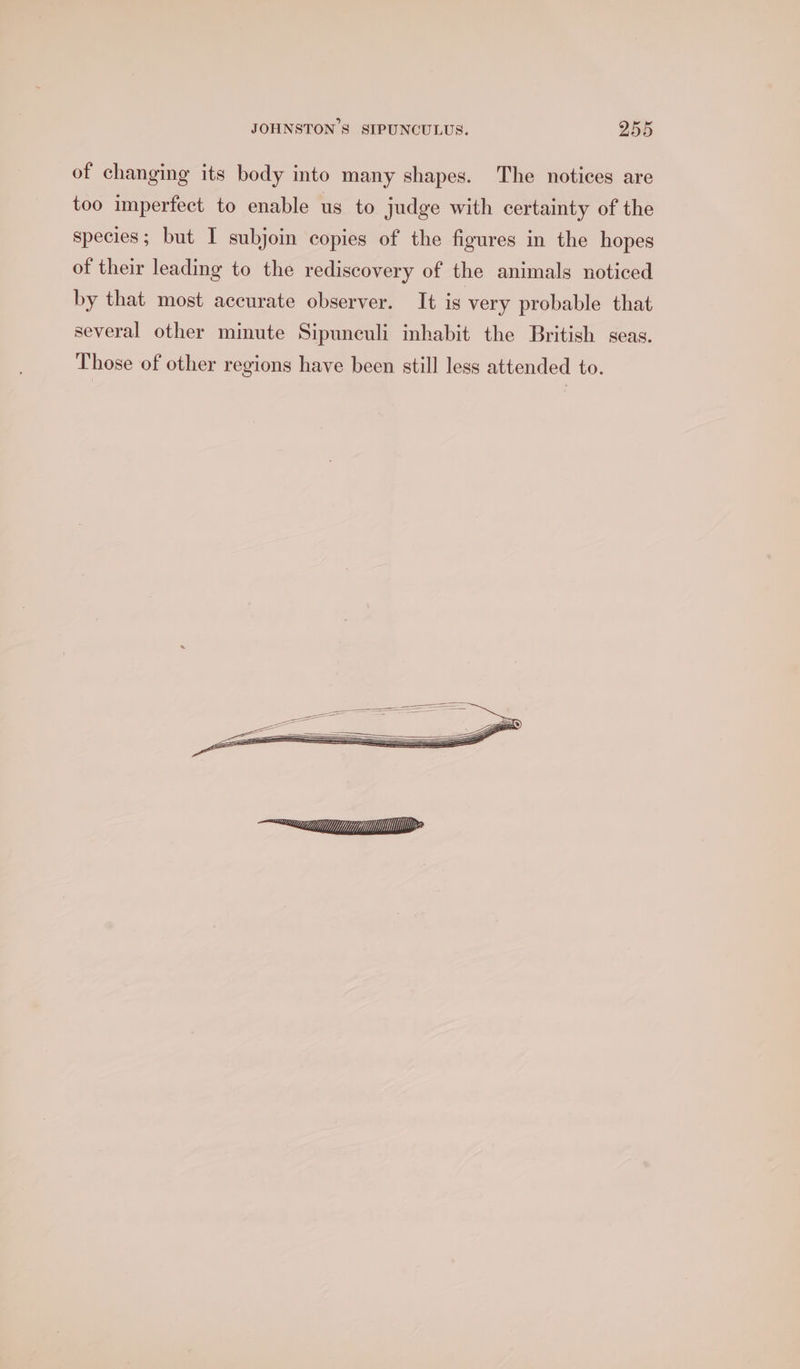 of changing its body into many shapes. The notices are too imperfect to enable us to judge with certainty of the species; but I subjoin copies of the figures in the hopes of their leading to the rediscovery of the animals noticed by that most accurate observer. It is very probable that several other minute Sipunculi inhabit the British seas. Those of other regions have been still less attended to.
