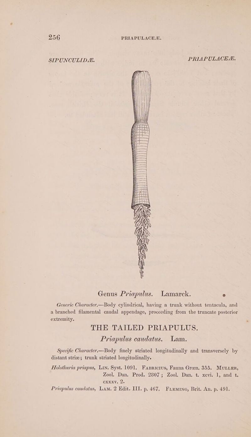 SIPUNCULIDLE. PRIAPULACE. Genus Priapulus. Lamarck. ° Generic Character.—Body cylindrical, having a trunk without tentacula, and a branched filamental caudal appendage, proceeding from the truncate posterior extremity. THE TAILED PRIAPULUS.,. Priapulus caudatus. Lam. Specific Character.—Body finely striated longitudinally and transversely by distant striz; trunk striated longitudinally. Holothuria priapus, Lin. Syst. 1091. Faxpricrus, Fauna Groen. 355. MuLLER, Zool. Dan. Prod. 2807; Zool. Dan. t. xcyvi. 1, and t. CXXXY. 2. Priapulus caudatus, LAM, 2 Kdit. III. p. 467, Friemine, Brit. An. p. 491.