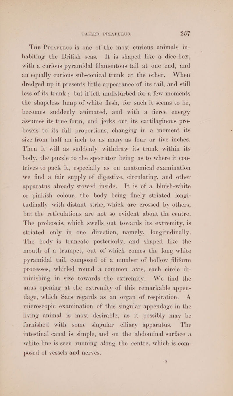Tur Priarutus is one of the most curious animals in- habiting the British seas. It is shaped like a dice-box, with a curious pyramidal filamentous tail at one end, and an equally curious sub-conical trunk at the other. When dredged up it presents little appearance of its tail, and still less of its trunk; but if left undisturbed for a few moments the shapeless lump of white flesh, for such it seems to be, becomes suddenly animated, and with a fierce energy assumes its true form, and jerks out its cartilaginous pro- boscis to its full proportions, changing in a moment its size from half an inch to as many as four or five inches. Then it will as suddenly withdraw its trunk within its body, the puzzle to the spectator bemg as to where it con- trives to pack it, especially as on anatomical examination we find a fair supply of digestive, circulating, and other apparatus already stowed inside. It is of a bluish-white or pinkish colour, the body being finely striated longi- tudinally with distant striae, which are crossed by others, but the reticulations are not so evident about the centre. The proboscis, which swells out towards its extremity, is striated only in one direction, namely, longitudinally. The body is truncate posteriorly, and shaped like the mouth of a trumpet, out of which comes the long white pyramidal tail, composed of a number of hollow filiform processes, whirled round a common axis, each circle di- minishing in size towards the extremity. We find the anus opening at the extremity of this remarkable appen- dage, which Sars regards as an organ of respiration. A microscopic examination of this singular appendage in the living animal is most desirable, as it possibly may be furnished with some singular ciliary apparatus. The intestinal canal is simple, and on the abdominal surface a white line is seen running along the centre, which is com- posed of vessels and nerves.