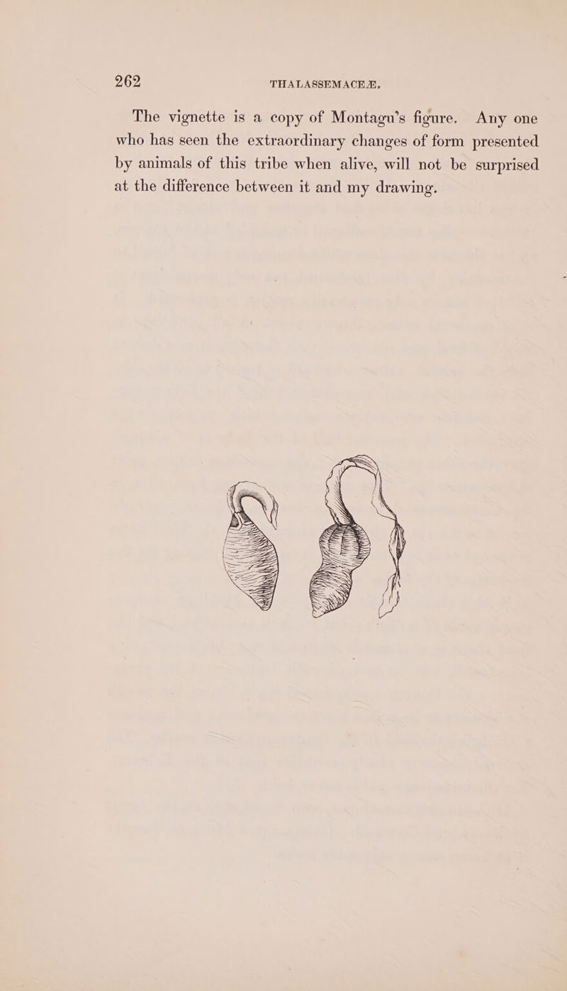 The vignette is a copy of Montagu’s figure. Any one who has seen the extraordinary changes of form presented by animals of this tribe when alive, will not be surprised at the difference between it and my drawing.