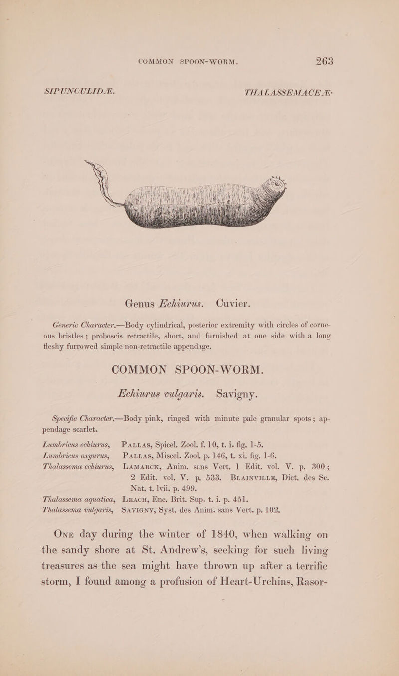 SIPUNCULID. THALASSEMACE A: Generic Character.—Body cylindrical, posterior extremity with circles of corne- ous bristles ; proboscis retractile, short, and furnished at one side with a long fleshy furrowed simple non-retractile appendage. COMMON SPOON-WORM. Echiurus vulgaris. Savigny. Specific Character—Body pink, ringed with minute pale granular spots; ap- pendage scarlet. Lumbricus echiurus, PALuas, Spicel. Zool. f. 10, t. i. fig. 1-5. Lumbricus oxyurus, PALLAS, Miscel. Zool. p. 146, t. xi. fig. 1-6. Thalassema echiurus, LAMARCK, Anim. sans Vert. ] Edit. vol. V. p. 300; 2 Edit. vol. V. p. 533. BLAINVILLE, Dict. des Se. Nat, t. lvii. p. 499. Thalassema aquatica, Leacu, Enc. Brit. Sup. t. i. p. 451. Thalassema vulgaris, SAVIGNY, Syst. des Anim. sans Vert. p. 102. One day durmg the winter of 1840, when walking on the sandy shore at St. Andrew’s, seeking for such living treasures as the sea might have thrown up after a terrific storm, I found among a profusion of Heart-Urchins, Rasor-
