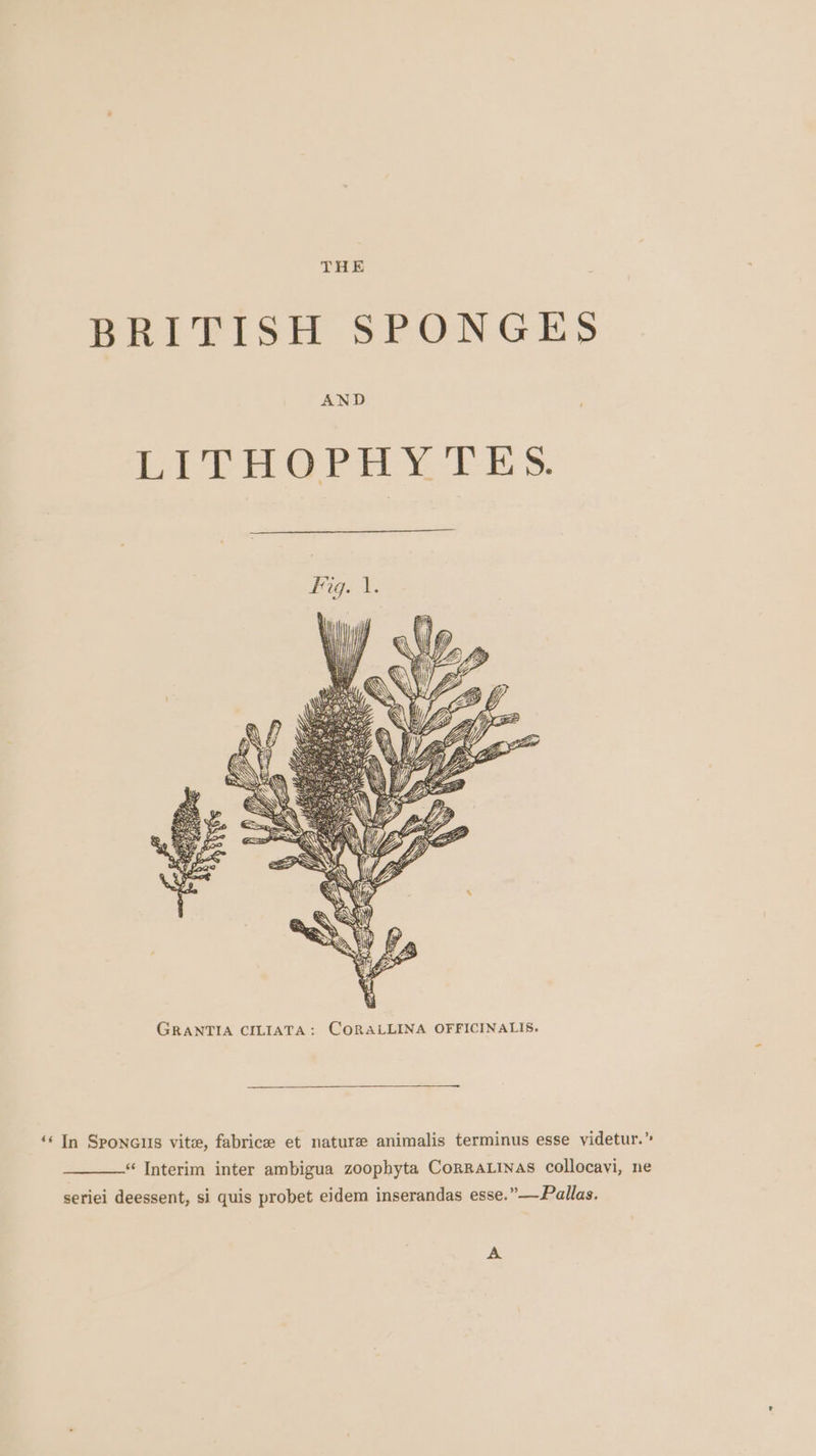THE BRITISH SPONGES AND LITHOPHYTES. GRANTIA CILIATA: CORALLINA OFFICINALIS. ‘¢ In Sponcus vite, fabrice et nature animalis terminus esse videtur.” “ Interim inter ambigua zoophyta CorraLinas collocavi, ne seriei deessent, si quis probet eidem inserandas esse.” —Pallas. A