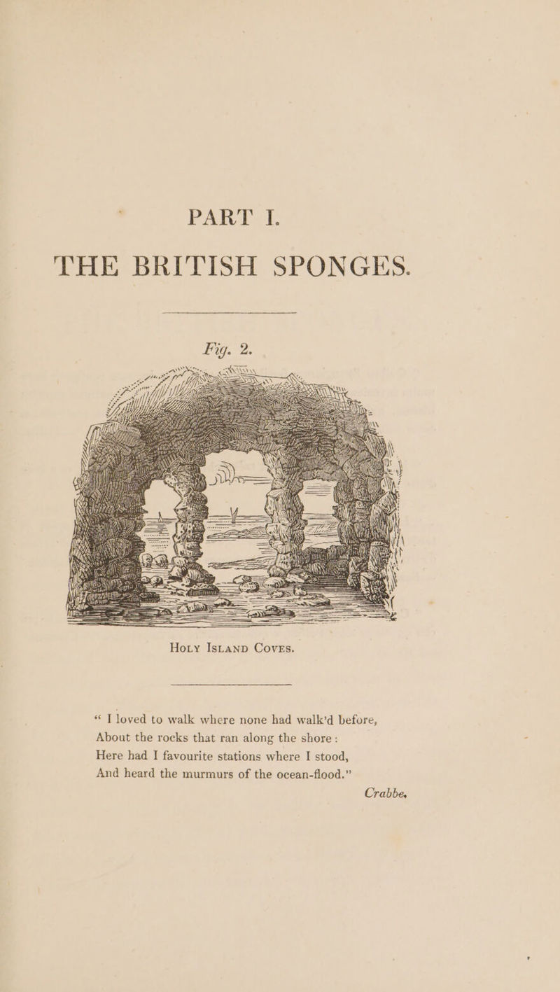 THE BRITISH SPONGES. “ T loved to walk where none had walk’d before, About the rocks that ran along the shore: Here had I favourite stations where I stood, And heard the murmurs of the ocean-flood.” Crabbe,