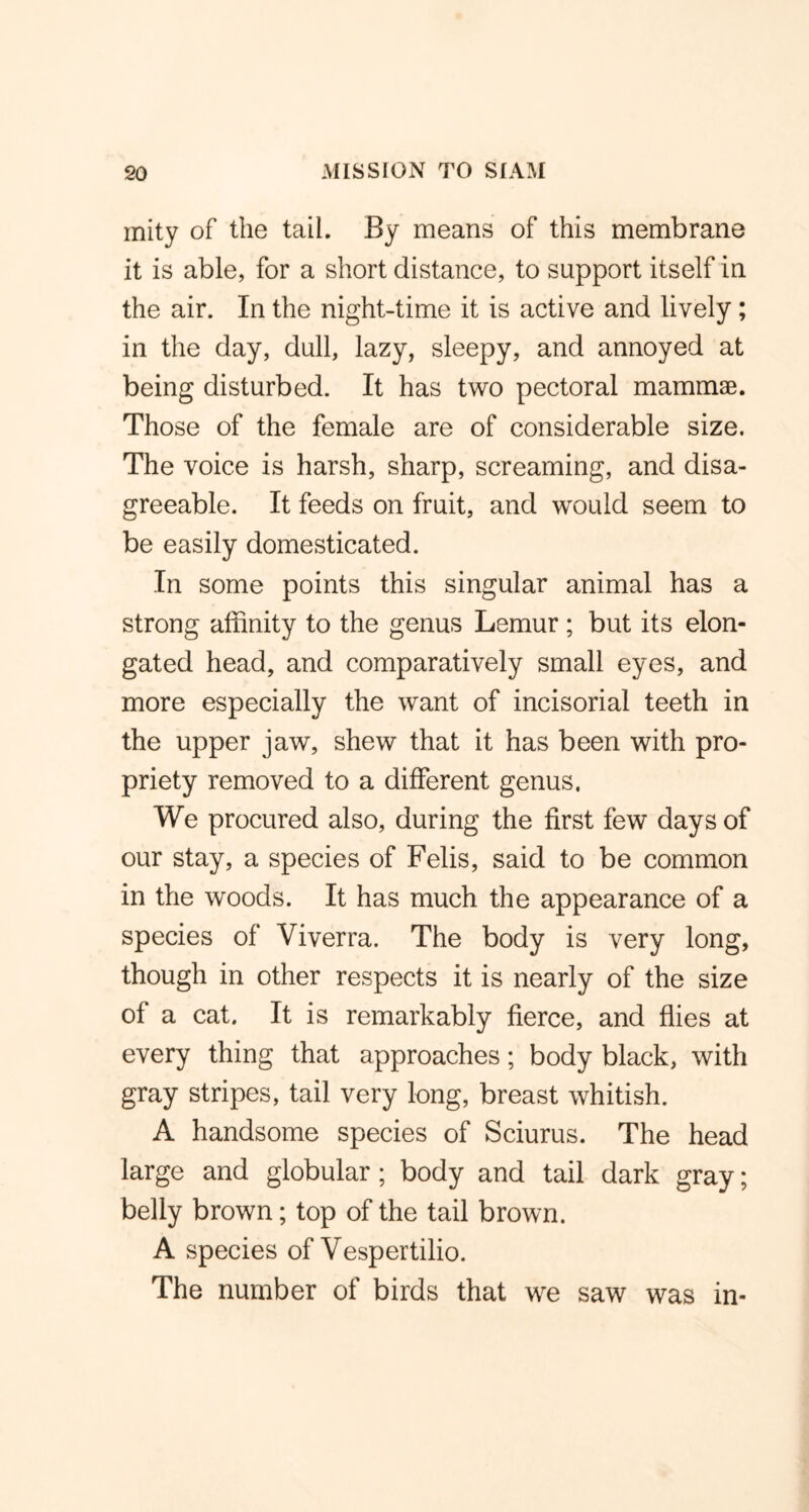mity of the tail. By means of this membrane it is able, for a short distance, to support itself in the air. In the night-time it is active and lively; in the day, dull, lazy, sleepy, and annoyed at being disturbed. It has two pectoral mammae. Those of the female are of considerable size. The voice is harsh, sharp, screaming, and disa- greeable. It feeds on fruit, and would seem to be easily domesticated. In some points this singular animal has a strong affinity to the genus Lemur; but its elon- gated head, and comparatively small eyes, and more especially the want of incisorial teeth in the upper jaw, shew that it has been with pro- priety removed to a different genus. We procured also, during the first few days of our stay, a species of Felis, said to be common in the woods. It has much the appearance of a species of Viverra. The body is very long, though in other respects it is nearly of the size of a cat. It is remarkably fierce, and flies at every thing that approaches; body black, with gray stripes, tail very long, breast whitish. A handsome species of Sciurus. The head large and globular; body and tail dark gray; belly brown; top of the tail brown. A species of Vespertilio. The number of birds that we saw was in-