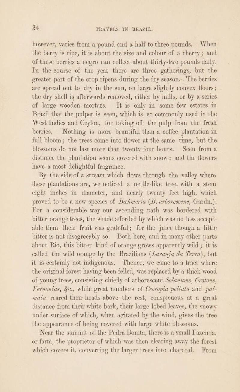 however, varies from a pound and a half to three pounds. When the berry is ripe, it is about the size and colour of a cherry; and of these berries a negro can collect about thirty-two pounds daily. In the course of the year there are three gatherings, but the greater part of the crop ripens during the dry season... The berries are spread out to dry in the sun, on large slightly convex floors ; the dry shell is afterwards removed, either by mills, or by a series of large wooden mortars. It is only in some few estates in Brazil that the pulper is seen, which is so commonly used in the West Indies and Ceylon, for taking off the pulp from the fresh berries. Nothing is more beautiful than a coffee plantation in full bloom; the trees come into flower at the same time, but the blossoms do not last more than twenty-four hours. Seen from a distance the plantation seems covered with snow; and the flowers have a most delightful fragrance. By the side of a stream which flows through the valley where these plantations are, we noticed a nettle-like tree, with a stem eight inches in diameter, and nearly twenty feet high, which proved to be a new species of Behmeria (B. arborescens, Gardn.). For a considerable way our ascending path was bordered with bitter orange trees, the shade afforded by which was no less accept- able than their fruit was grateful; for the juice though a little bitter is not disagreeably so. Both here, and in many other parts about Rio, this bitter kind of orange grows apparently wild ; it is called the wild orange by the Brazilians (Laranja da Terra), but it is certainly not indigenous. Thence, we came to a tract where the original forest having been felled, was replaced by a thick wood of young trees, consisting chiefly of arborescent Solanwms, Crotons, Vernomas, §c., while great numbers of Cecropia peltata and pat- mata reared their heads above the rest, conspicuous at a great distance from their white bark, their large lobed leaves, the snowy under-surface of which, when agitated by the wind, gives the tree the appearance of bemg covered with large white blossoms. Near the summit of the Pedra Bonita, there is a small Fazenda, or farm, the proprietor of which was then clearing away the forest which covers it, converting the larger trees into charcoal. From