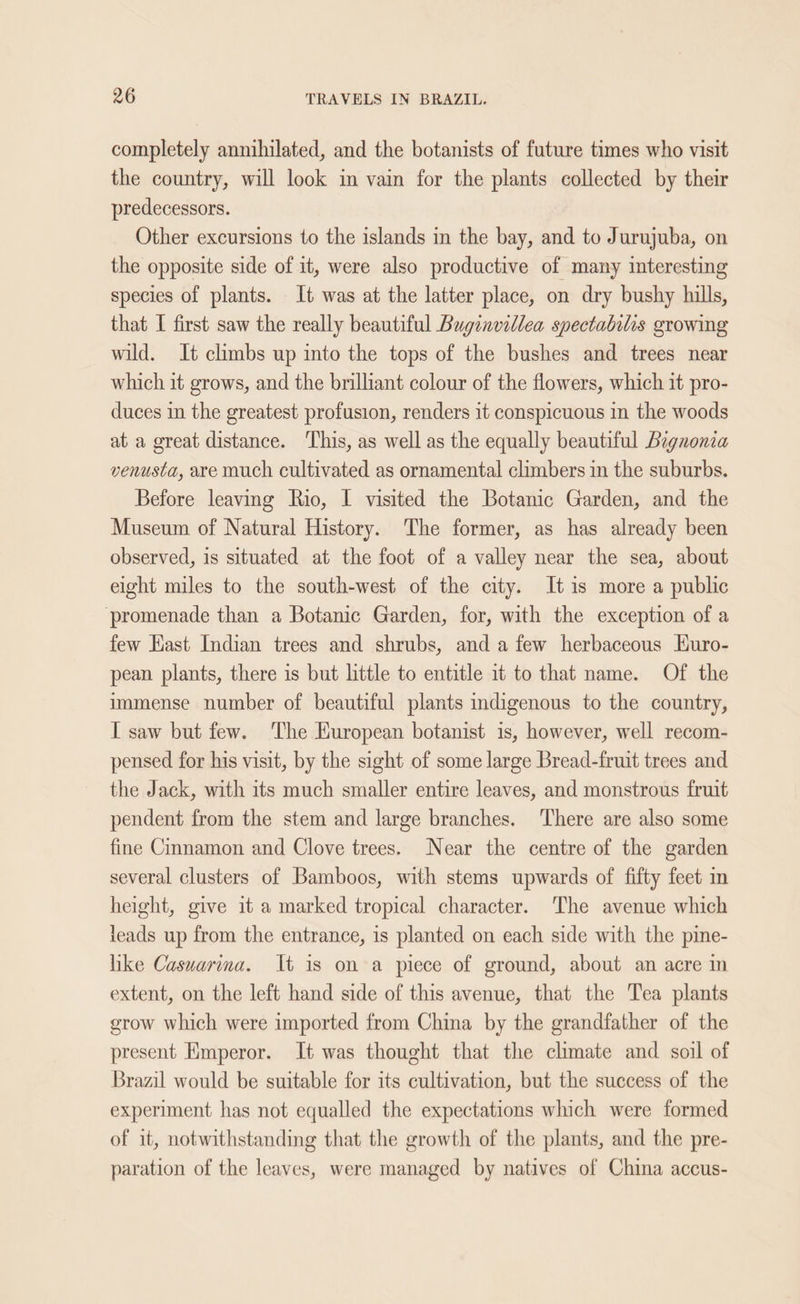 completely annihilated, and the botanists of future times who visit the country, will look in vain for the plants collected by their predecessors. Other excursions to the islands in the bay, and to Jurujuba, on the opposite side of it, were also productive of many interesting species of plants. It was at the latter place, on dry bushy hills, that I first saw the really beautiful Buginvillea spectahilis growing wild. It climbs up into the tops of the bushes and trees near which it grows, and the brillant colour of the flowers, which it pro- duces in the greatest profusion, renders it conspicuous in the woods at a great distance. ‘This, as well as the equally beautiful Begnonia venusta, are much cultivated as ornamental climbers in the suburbs. Before leaving Rio, I visited the Botanic Garden, and the Museum of Natural History. The former, as has already been observed, is situated at the foot of a valley near the sea, about eight miles to the south-west of the city. It is more a public promenade than a Botanic Garden, for, with the exception of a few East Indian trees and shrubs, and a few herbaceous Huro- pean plants, there is but little to entitle it to that name. Of the immense number of beautiful plants indigenous to the country, I saw but few. The Kuropean botanist is, however, well recom- pensed for his visit, by the sight of some large Bread-fruit trees and the Jack, with its much smaller entire leaves, and monstrous fruit pendent from the stem and large branches. ‘There are also some fine Cinnamon and Clove trees. Near the centre of the garden several clusters of Bamboos, with stems upwards of fifty feet in height, give it a marked tropical character. The avenue which leads up from the entrance, is planted on each side with the pine- hike Casuarina. It is on a piece of ground, about an acre in extent, on the left hand side of this avenue, that the Tea plants grow which were imported from China by the grandfather of the present Emperor. It was thought that the climate and soil of Brazil would be suitable for its cultivation, but the success of the experiment has not equalled the expectations which were formed of it, notwithstanding that the growth of the plants, and the pre- paration of the leaves, were managed by natives of China accus-