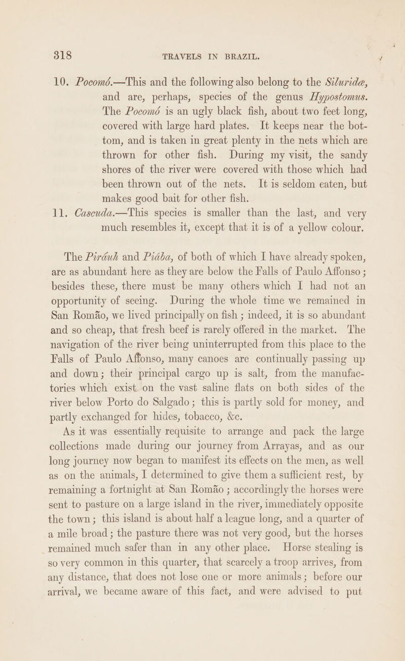 10. Pocomé.—This and the following also belong to the Sidurda, and are, perhaps, species of the genus Hypostomus. The Pocomé is an ugly black fish, about two feet long, covered with large hard plates. It keeps near the bot- tom, and is taken in great plenty in the nets which are thrown for other fish. Durmg my visit, the sandy shores of the river were covered with those which had been thrown out of the nets. It is seldom eaten, but makes good bait for other fish. 11. Cascuda.—This species is smaller than the last, and very much resembles it, except that it is of a yellow colour. The Pirduh and Pidba, of both of which I have already spoken, are as abundant here as they are below the Falls of Paulo Affonso ; besides these, there must be many others which I had not an opportunity of seemg. During the whole time we remained in San Romifo, we lived principally on fish ; indeed, it is so abundant and so cheap, that fresh beef is rarely offered in the market. The navigation of the river being uninterrupted from this place to the Falls of Paulo Affonso, many canoes are continually passing up and down; their principal cargo up is salt, from the manufac- tories which exist. on the vast saline flats on both sides of the river below Porto do Salgado; this is partly sold for money, and partly exchanged for hides, tobacco, &amp;c. As it was essentially requisite to arrange and pack the large collections made durimg our journey from Arrayas, and as our long journey now began to manifest its effects on the men, as well as on the animals, I determined to give them a sufficient rest, by remaining a fortnight at San RomAo ; accordingly the horses were sent to pasture on a large island in the river, immediately opposite the town; this island is about half a league long, and a quarter of a mile broad; the pasture there was not very good, but the horses -remained much safer than in any other place. Horse stealing is so very common in this quarter, that scarcely a troop arrives, from any distance, that does not lose one or more animals; before our arrival, we became aware of this fact, and were advised to put