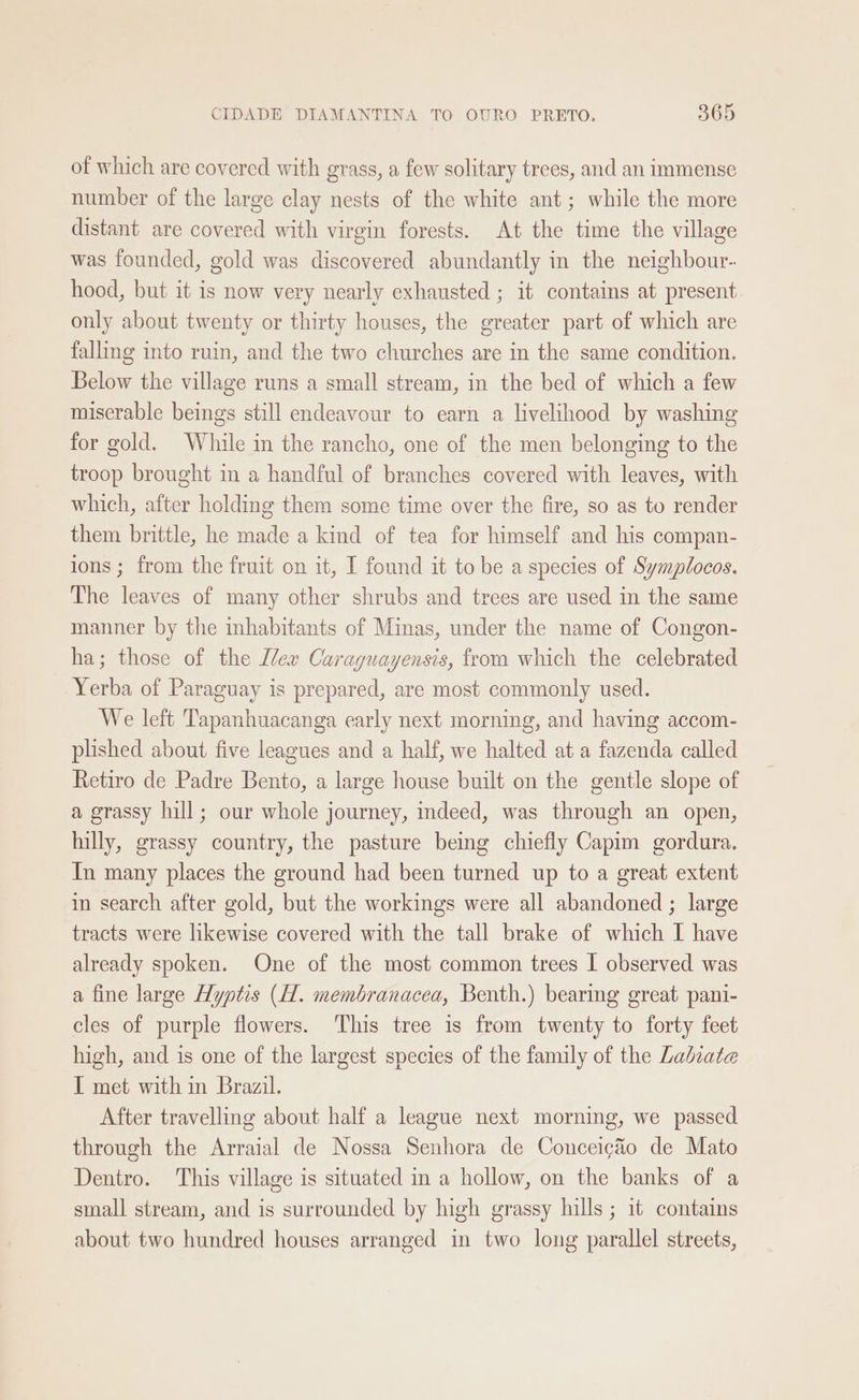of which are covered with grass, a few solitary trees, and an immense number of the large clay nests of the white ant; while the more distant are covered with virgin forests. At the time the village was founded, gold was discovered abundantly in the neighbour. hood, but it is now very nearly exhausted ; it contains at present only about twenty or thirty houses, the greater part of which are falling into ruin, and the two churches are in the same condition. Below the village runs a small stream, in the bed of which a few miserable beings still endeavour to earn a livelihood by washing for gold. While in the rancho, one of the men belonging to the troop brought in a handful of branches covered with leaves, with which, after holding them some time over the fire, so as to render them brittle, he made a kind of tea for himself and his compan- ions ; from the fruit on it, I found it to be a species of Symplocos. The leaves of many other shrubs and trees are used in the same manner by the inhabitants of Minas, under the name of Congon- ha; those of the [lex Caraguayensis, from which the celebrated Yerba of Paraguay is prepared, are most commonly used. We left Tapanhuacanga early next morning, and having accom- plished about five leagues and a half, we halted at a fazenda called Retiro de Padre Bento, a large house built on the gentle slope of a grassy hill; our whole journey, indeed, was through an open, hilly, grassy country, the pasture being chiefly Capim gordura. In many places the ground had been turned up to a great extent in search after gold, but the workings were all abandoned ; large tracts were likewise covered with the tall brake of which I have already spoken. One of the most common trees I observed was a fine large Hyptis (H. membranacea, Benth.) bearmg great pani- cles of purple flowers. This tree is from twenty to forty feet high, and is one of the largest species of the family of the Ladiate I met with in Brazil. After travelling about half a league next morning, we passed through the Arraial de Nossa Senhora de Conceicg&amp;éo de Mato Dentro. This village is situated in a hollow, on the banks of a small stream, and is surrounded by high grassy hills ; it contains about two hundred houses arranged in two long parallel streets,