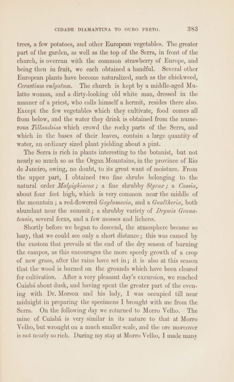 trees, a few potatoes, and other European vegetables. The greater part of the garden, as well as the top of the Serra, in front of the church, is overrun with the common strawberry of Europe, and being then in fruit, we each obtained a handful. Several other European plants have become naturalized, such as the chickweed, Cerastium vulgatum. The church is kept by a middle-aged Mu- latto woman, and a dirty-looking old white man, dressed in the manner of a priest, who calls himself a hermit, resides there also. Except the few vegetables which they cultivate, food comes all from below, and the water they drink is obtained from the nume- rous Tillandsias which crowd the rocky parts of the Serra, and which in the bases of their leaves, contain a large quantity of water, an ordinary sized plant yielding about a pint. The Serra is rich in plants interesting to the botanist, but not nearly so much so as the Organ Mountains, in the province of Rio de Janeiro, owing, no doubt, to its great want of moisture. From the upper part, I obtained two fine shrubs belonging to the natural order Malpighiacee ; a fine shrubby Styrax ; a Cassia, about four feet high, which is very common near the middle of the mountain ; a red-flowered Gaylussacia, and a Gualtheria, both abundant near the summit; a shrubby variety of Drymis Grana- tensis, several ferns, and a few mosses and lichens. Shortly before we began to descend, the atmosphere became so hazy, that we could see only a short distance; this was caused by the custom that prevails at the end of the dry season of burning the campos, as this encourages the more speedy growth of a crop of new grass, after the rains have set in; it is also at this season that the wood is burned on the grounds which have been cleared for cultivation. After a very pleasant day’s excursion, we reached Cuiaba about dusk, and having spent the greater part of the even- ing with Dr. Morson and his lady, 1 was occupied till near midnight in preparing the specimens I brought with me from the Serra. On the following day we returned to Morro Velho. The mine of Cuiabé is very similar im its nature to that at Morro Velho, but wrought on a much smaller scale, and the ore moreover is not nearly so rich. During my stay at Morro Velho, I made many