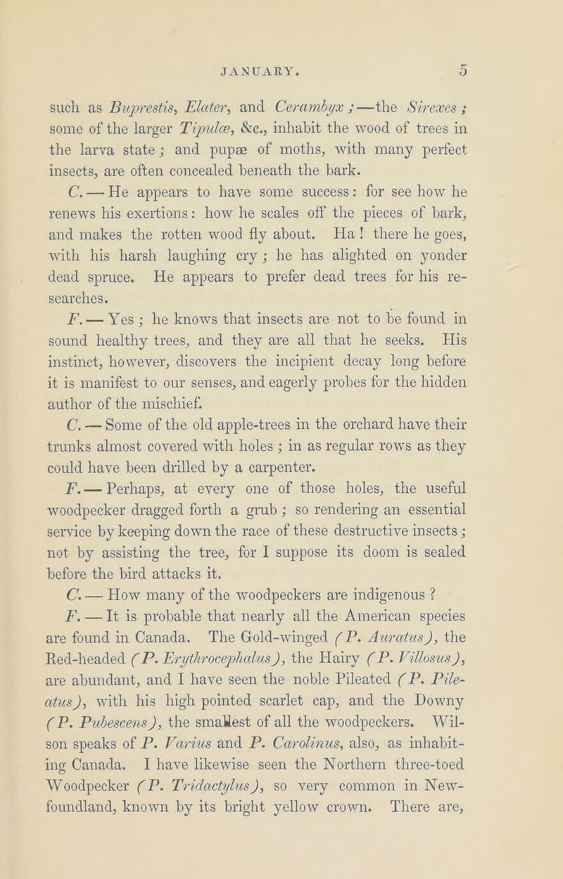 such as Buprestis, Elater, and Cerambyx ;—the Sirewxes ; some of the larger T%pule, &amp;c., inhabit the wood of trees in the larva state; and pupe of moths, with many perfect insects, are often concealed beneath the bark. C.— He appears to have some success: for see how he renews his exertions: how he scales off the pieces of bark, and makes the rotten wood fly about. Ha! there he goes, with his harsh laughing ery; he has alighted on yonder dead spruce. He appears to prefer dead trees for his re- searches. F.— Yes ; he knows that insects are not to be found in sound healthy trees, and they are all that he seeks. His instinct, however, discovers the incipient decay long before it is manifest to our senses, and eagerly probes for the hidden author of the mischief. C.— Some of the old apple-trees in the orchard have their trunks almost covered with holes ; in as regular rows as they could have been drilled by a carpenter. F.— Perhaps, at every one of those holes, the useful woodpecker dragged forth a grub ; so rendering an essential service by keeping down the race of these destructive insects ; not by assisting the tree, for I suppose its doom is sealed before the bird attacks it. C.— How many of the woodpeckers are indigenous ? F, — It is probable that nearly all the American species are found in Canada. The Gold-winged (P. Awratus), the Red-headed (P. Erythrocephalus), the Hairy (P. Villosus ), are abundant, and I have seen the noble Pileated ( P. Pile- atus), with his high pointed scarlet cap, and the Downy (P. Pubescens), the smablest of all the woodpeckers. Wil- son speaks of P. Varius and P. Carolinus, also, as inhabit- ing Canada. I have likewise seen the Northern three-toed Woodpecker (P. Tridactylus), so very common in New- foundland, known by its bright yellow crown. ‘There are,