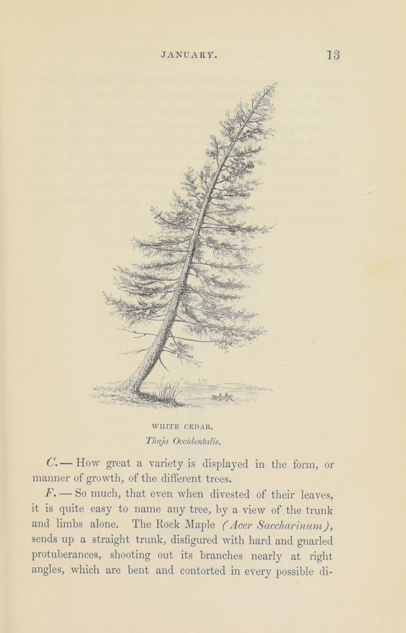 Thuja Occidentalis. C.— How great a variety is displayed in the form, or manner of growth, of the different trees. ~ fF. = So much, that even when divested of their leaves, it 1s quite easy to name any tree, by a view of the trunk and limbs alone. The Rock Maple (Acer Saccharinum ), sends up a straight trunk, disfigured with hard and gnarled protuberances, shooting out its branches nearly at right angles, which are bent and contorted in every possible di-