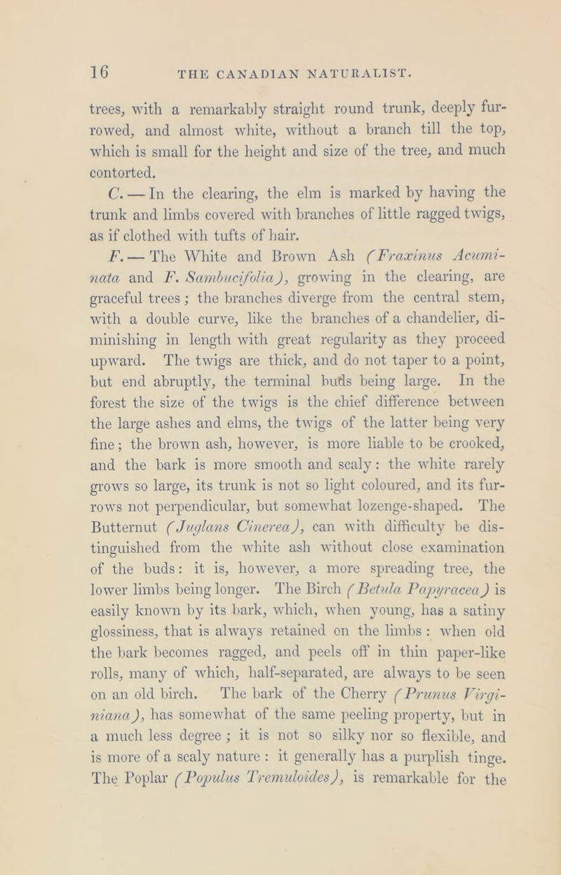 trees, with a remarkably straight round trunk, deeply fur- rowed, and almost white, without a branch till the top, which is small for the height and size of the tree, and much contorted. C.—In the clearing, the elm is marked by having the trunk and limbs covered with branches of little ragged twigs, as if clothed with tufts of hair. F,.— The White and Brown Ash (Fraxinus Acumi- nata and I. Sambucifolia), growing in the clearing, are graceful trees ; the branches diverge from the central stem, with a double curve, like the branches of a chandelier, di- minishing in length with great regularity as they proceed upward. The twigs are thick, and do not taper to a point, but end abruptly, the terminal huts being large. In the forest the size of the twigs is the chief difference between the large ashes and elms, the twigs of the latter being very fine; the brown ash, however, is more liable to be crooked, and the bark is more smooth and scaly: the white rarely grows so large, its trunk is not so light coloured, and its fur- rows not perpendicular, but somewhat lozenge-shaped. The Butternut (Juglans Cinerea), can with difficulty be dis- tinguished from the white ash without close examination of the buds: it is, however, a more spreading tree, the lower limbs being longer. The Birch ( Betula Papyracea) is easily known by its bark, which, when young, has a satiny glossiness, that is always retained on the limbs: when old the bark becomes ragged, and peels off in thin paper-like rolls, many of which, half-separated, are always to be seen on an old birch. The bark of the Cherry ( Prunus Virgi- niana), has somewhat of the same peeling property, but in a much less degree ; it is not so silky nor so flexible, and is more of a scaly nature: it generally has a purplish tinge. The Poplar ( Populus Tremulocdes ), is remarkable for the