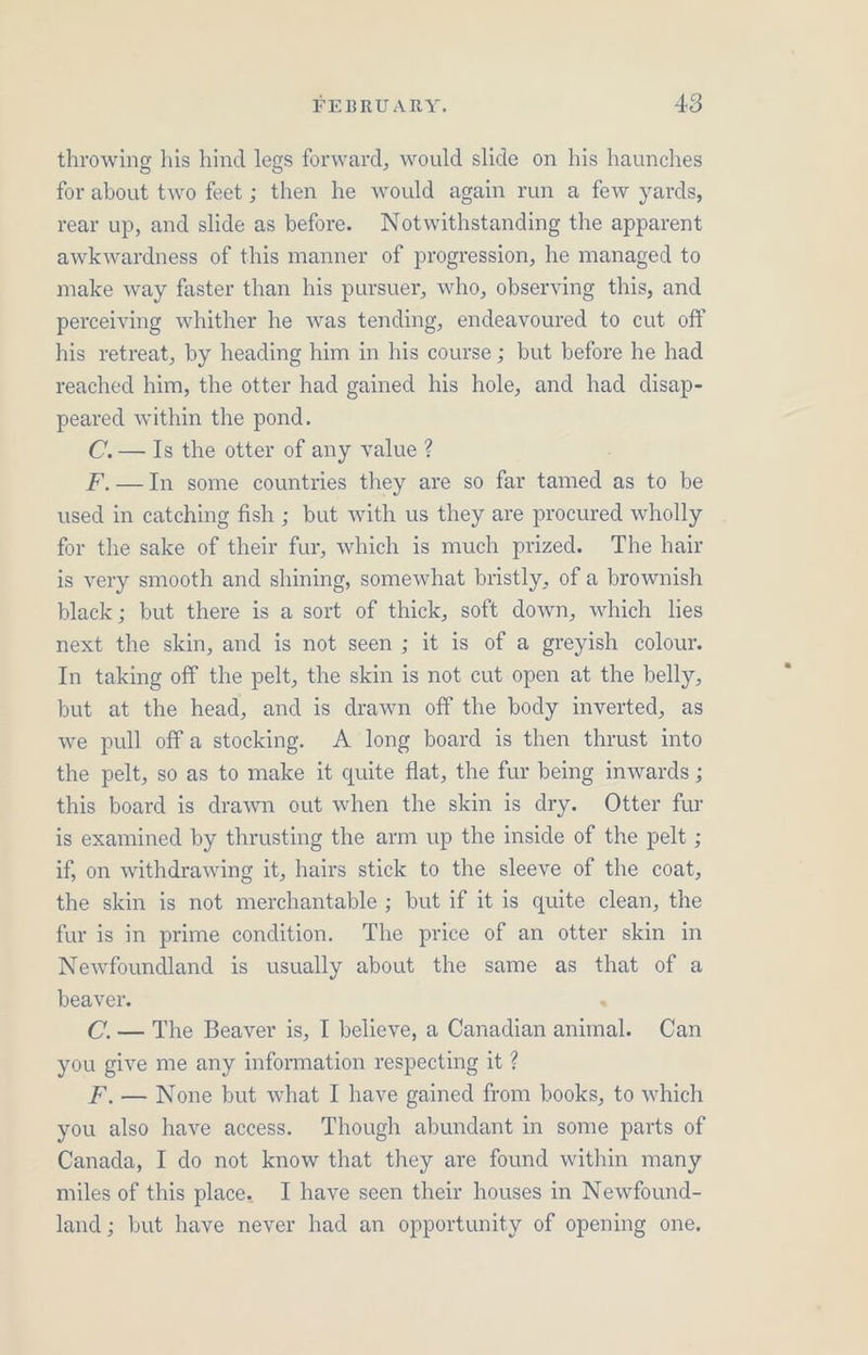 throwing his hind legs forward, would slide on his haunches for about two feet ; then he would again run a few yards, rear up, and slide as before. Notwithstanding the apparent awkwardness of this manner of progression, he managed to make way faster than his pursuer, who, observing this, and perceiving whither he was tending, endeavoured to cut off his retreat, by heading him in his course ; but before he had reached him, the otter had gained his hole, and had disap- peared within the pond. C.— Is the otter of any value ? F.—In some countries they are so far tamed as to be used in catching fish ; but with us they are procured wholly for the sake of their fur, which is much prized. The hair is very smooth and shining, somewhat bristly, of a brownish black; but there is a sort of thick, soft down, which les next the skin, and is not seen ; it is of a greyish colour. In taking off the pelt, the skin is not cut open at the belly, but at the head, and is drawn off the body imverted, as we pull off a stocking. A long board is then thrust into the pelt, so as to make it quite flat, the fur being inwards ; this board is drawn out when the skin is dry. Otter fur is examined by thrusting the arm up the inside of the pelt ; if, on withdrawing it, hairs stick to the sleeve of the coat, the skin is not merchantable ; but if it is quite clean, the fur is in prime condition. The price of an otter skin in Newfoundland is usually about the same as that of a beaver. . C. — The Beaver is, I believe, a Canadian animal. Can you give me any information respecting it ? F. — None but what I have gained from books, to which you also have access. Though abundant in some parts of Canada, I do not know that they are found within many miles of this place. I have seen their houses in Newfound- land; but have never had an opportunity of opening one.