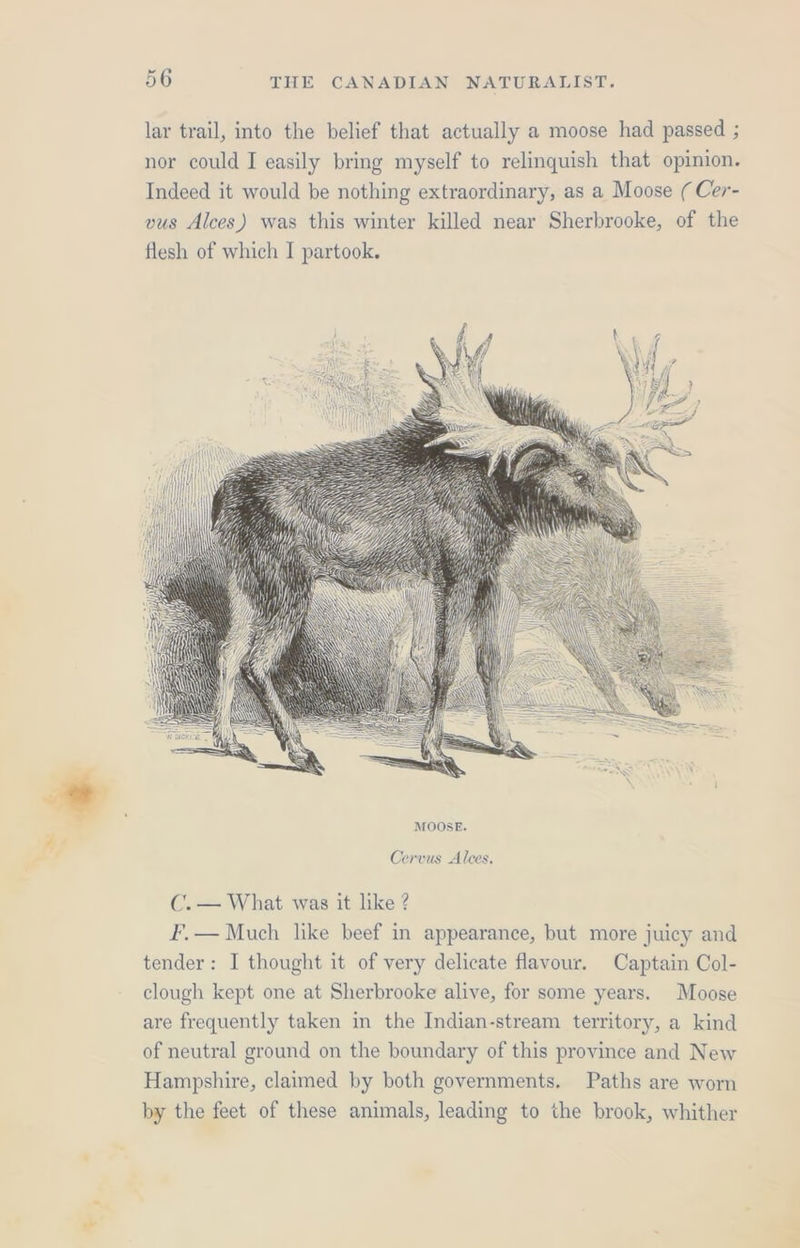 lar trail, into the belief that actually a moose had passed ; nor could IJ easily bring myself to relinquish that opinion. Indeed it would be nothing extraordinary, as a Moose ( Cer- vus Alces) was this winter killed near Sherbrooke, of the flesh of which I partook. Cervus Alces. C.— What was it like ? F.— Much like beef in appearance, but more juicy and tender: I thought it of very delicate flavour. Captain Col- clough kept one at Sherbrooke alive, for some years. Moose are frequently taken in the Indian-stream territory, a kind of neutral ground on the boundary of this province and New Hampshire, claimed by both governments. Paths are worn by the feet of these animals, leading to the brook, whither