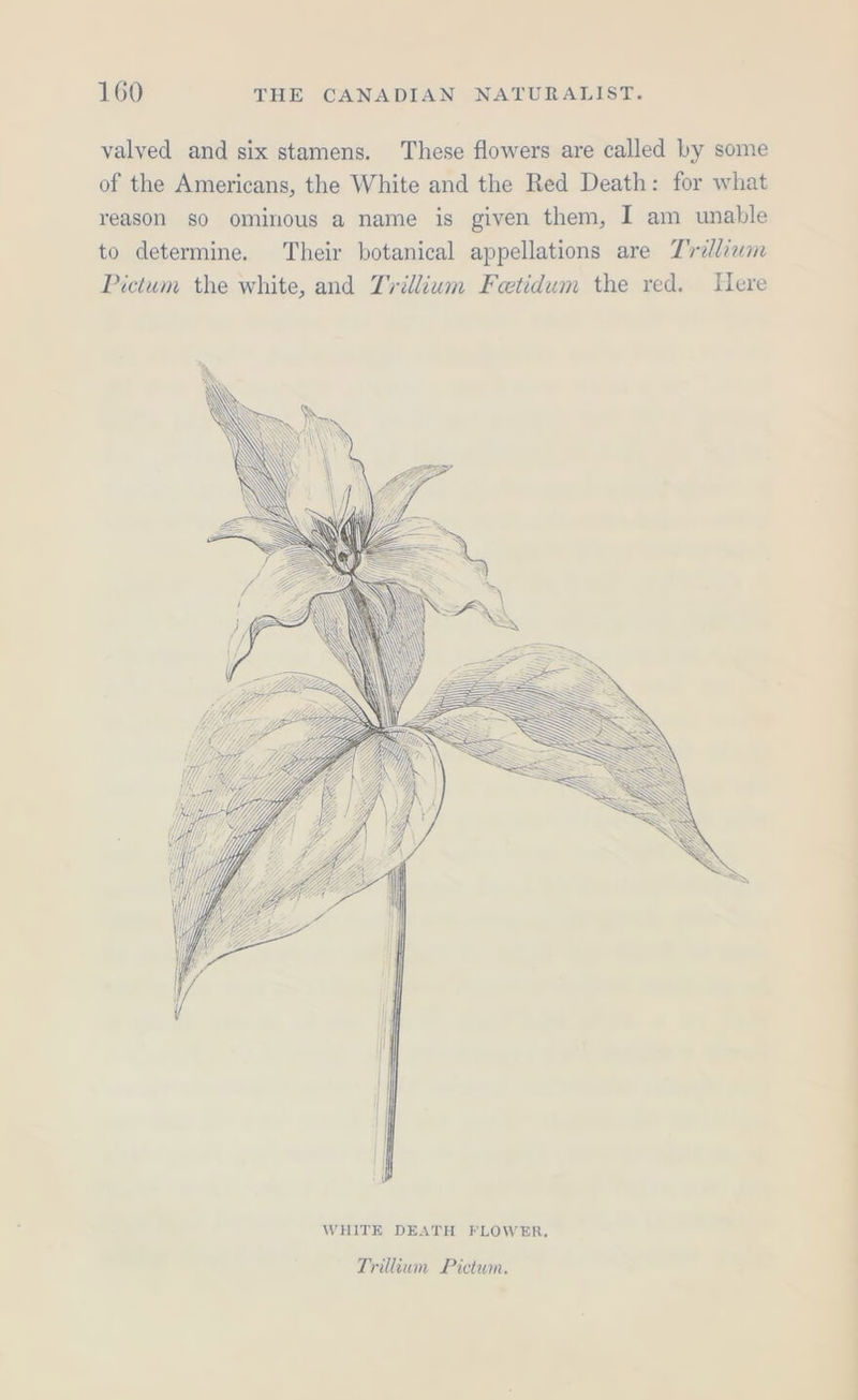 valved and six stamens. These flowers are called by some of the Americans, the White and the Red Death: for what reason so ominous a name is given them, I am unable to determine. Their botanical appellations are Z'rdliam Pictum the white, and Trillium Feetidum the red. Here Trillium Pictwm. OE ——— ———