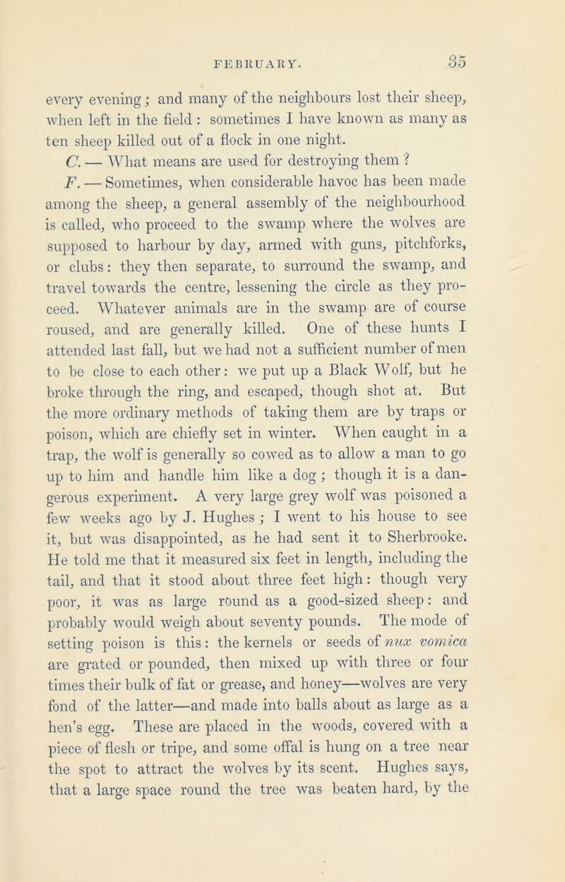 every evening; and many of the neighbours lost their sheep, when left in the field : sometimes I have known as many as ten sheep killed out of a flock in one night. C. — What means are used for destroying them ? F. — Sometimes, when considerable havoc has been made among the sheep, a general assembly of the neighbourhood is called, who proceed to the swamp where the wolves are supposed to harbour by day, armed with guns, pitchforks, or clubs: they then separate, to surround the swamp, and travel towards the centre, lessening the circle as they pro- ceed. Whatever animals are in the swamp are of course roused, and are generally killed. One of these hunts I attended last fall, but we had not a sufficient number of men to be close to each other: we put up a Black W olf, but he broke through the ring, and escaped, though shot at. But the more ordinary methods of taking them are by traps or poison, which are chiefly set in winter. When caught in a trap, the wolf is generally so cowed as to allow a man to go up to him and handle him like a dog; though it is a dan- gerous experiment. A very large grey wolf was poisoned a few weeks ago by J. Hughes ; I went to his house to see it, but was disappointed, as he had sent it to Sherbrooke. He told me that it measured six feet in length, including the tail, and that it stood about three feet high: though very poor, it was as large round as a good-sized sheep: and probably would weigh about seventy pounds. The mode of setting poison is this: the kernels or seeds of mix vomica are grated or pounded, then mixed up with three or four times their bulk of fat or grease, and honey—wolves are very fond of the latter—and made into balls about as large as a hen’s egg. These are placed in the woods, covered with a piece of flesh or tripe, and some offal is hung on a tree near the spot to attract the wolves by its scent. Hughes says, that a large space round the tree was beaten hard, by the