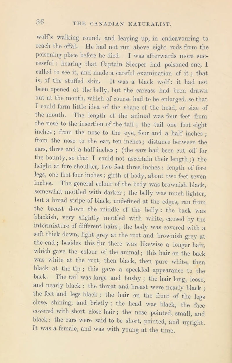 wolf’s walking round; and leaping up, in endeavouring to reach the offal. He had not run above eight rods from the poisoning place before he died. I was afterwards more suc- cessful : hearing that Captain Sleekier had poisoned one, I called to see it, and made a careful examination of it; that is, of the stuffed skin. It was a black wolf: it had not been opened at the belly, but the carcass had been drawn out at the mouth, which of course had to be enlarged, so that I could form little idea of the shape of the head, or size of the mouth. The length of the animal was four feet from the nose to the insertion of the tail ; the tail one foot eight inches; from the nose to the eye, four and a half inches ; from the nose to the ear, ten inches; distance between the ears, three and a half inches; (the ears had been cut off for the bounty, so that I could not ascertain their length;) the height at fore shoulder, two feet three inches : length of fore legs, one foot four inches; girth of body, about two feet seven inches. The general colour of the body was brownish black, somewhat mottled with darker; the belly was much lighter, but a broad stripe of black, undefined at the edges, ran from the breast down the middle of the belly : the back was blackish, very slightly mottled with white, caused by the intermixture of different hairs; the body was covered with a soft thick down, light grey at the root and brownish grey at the end ; besides this fur there was likewise a longer hair, which gave the colour of the animal; this hair on the back was white at the root, then black, then pure white, then black at the tip ; this gave a speckled appearance to the back. The tail was large and bushy; the hair long, loose, and nearly black : the throat and breast were nearly black ; the feet and legs black ; the hair on the front of the legs close, shining, and bristly: the head was black, the face covered with short close hair; the nose pointed, small, and black: the ears were said to be short, pointed, and upright. It was a female, and was with young at the time.