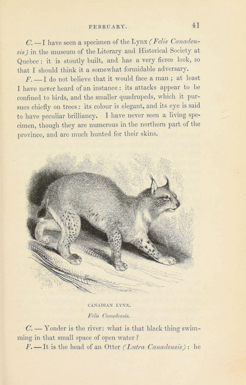 C. — I have seen a specimen of the Lynx (Felis Canaden- sis ) in the museum of the Literary and Historical Society at Quebec : it is stoutly built, and has a very fierce look, so that I should think it a somewhat formidable adversary. F. — I do not believe that it would face a man ; at least I have never heard of an instance : its attacks appear to be confined to birds, and the smaller quadrupeds, which it pur- sues chiefly on trees: its colour is elegant, and its eye is said to have peculiar brilliancy. I have never seen a living spe- cimen, though they are numerous in the northern part of the province, and are much hunted for their skins. CANADIAN LYNX. Felis Canadensis. C. — Yonder is the river: what is that black thing swim- ming in that small space of open water ? F. — It is the head of an Otter (Lutra Canadensis) : he