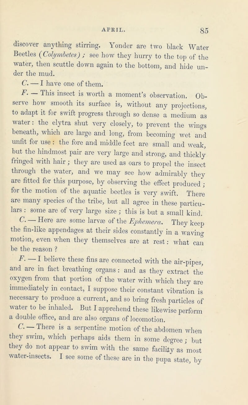 discover anything stirring. Yonder are two black Water Beetles (Colymbetes) ; see how they hurry to the top of the water, then scuttle down again to the bottom, and hide un- der the mud. C. — I have one of them. F. — This insect is worth a moment’s observation. Ob- serve how smooth its surface is, without any projections, to adapt it for swift progress through so dense a medium as water: the elytra shut very closely, to prevent the wings beneath, which are large and long, from becoming wet and unfit for use : the fore and middle feet are small and weak, but the hindmost pair are very large and strong, and thickly fringed with hair; they are used as oars to propel the insect through the water, and we may see how admirably they are fitted for this purpose, by observing the effect produced ; for the motion of the aquatic beetles is very swift. There are many species of the tribe, but all agree in these particu- lars : some are of very large size ; this is but a small kind. C. — Here are some larvae of the Ephemera. They keep the fin-like appendages at their sides constantly in a waving motion, even when they themselves are at rest: what can be the reason ? F.~l believe these fins are connected with the air-pipes, and are in fact breathing organs : and as they extract the oxygen from that portion of the water with which they are immediately in contact, I suppose their constant vibration is necessary to produce a current, and so bring fresh particles of watei to be inhaled. But I apprehend these likewise perform a double office, and are also organs of locomotion. C. —There is a serpentine motion of the abdomen when they swim, which perhaps aids them in some degree; but they do not appear to swim with the same facility as most water-insects. I see some of these are in the pupa state, by