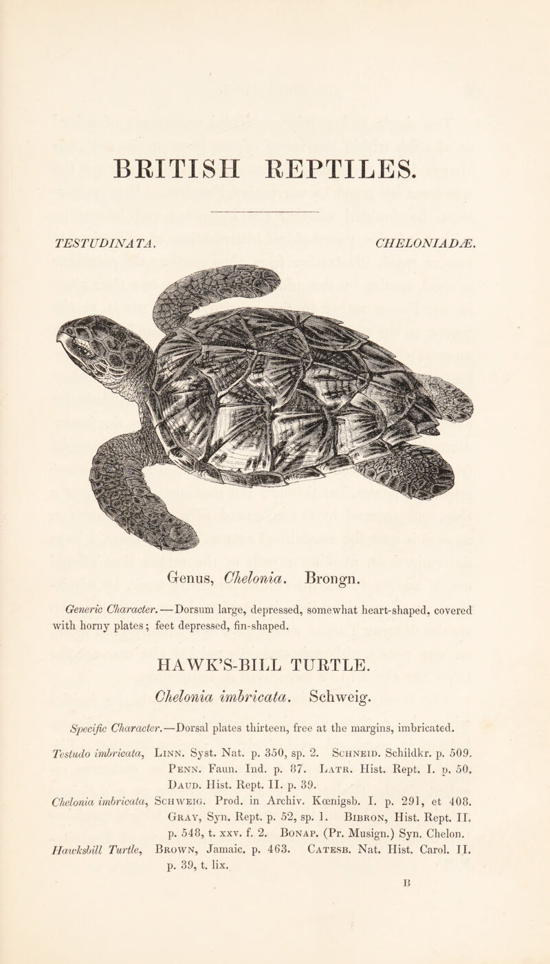 BRITISH REPTILES. TESrUDINA TA. CHELONIADjE. Genus, Chelonia. Brongn. Generic Character. — Dorsum large, depressed, somewhat heart-shaped, covered with horny plates; feet depressed, fin-shaped. HAWK’S-BILL TURTLE. Chelonia imbricata. Schweig. Specific Character.—Dorsal plates thirteen, free at the margins, imbricated. Testudo hnbricata, Linn. Syst. Nat. p. 350, sp. 2. Schneid. Schildkr. p. 509. Penn. Faun. Ind. p. 87. Latr. Hist. Kept. J. p. 50. Daud. Hist. Kept. II. p. 39. Chelonia wihricata^ Schweig. Prod, in Archiv. Kcenigsb. I. p. 291, et 408. Gray, Syn. Kept. p. 52, sp. 1. Bibron, Hist. Kept. II, p. 548, t. XXV. f. 2. Bonap, (Pr. Musign.) Syn. Chelon. Hawkshill Turtle, Brown, Jamaic. p, 463. Catesb. Nat. Hist. Carol. II. p. 39, t. lix. n