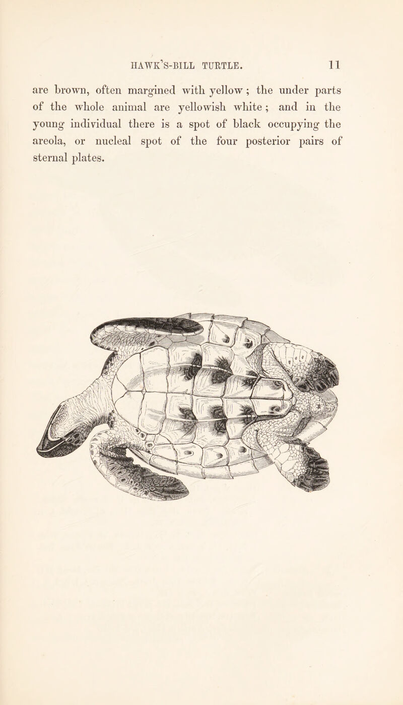 are brown, often margined with yellow ; the under parts of the whole animal are yellowish white; and in the young individual there is a spot of black occupying the areola, or nucleal spot of the four posterior pairs of sternal plates.