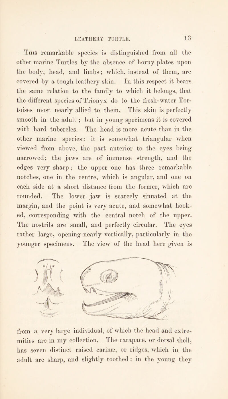 This remarkable species is distiiiguislied from all the other marine Turtles hy the absence of horny plates upon the body, head, and limbs; which, instead of them, are covered by a tough leathery skin. In this respect it bears the same relation to the family to which it belongs, that the different species of Trionyx do to the fresh-water Tor- toises most nearly allied to them. This skin is perfectly smooth in the adult ; but in young specimens it is covered with hard tubercles. The head is more acute than in the other marine species: it is somewhat triangular when viewed from above, the part anterior to the eyes being narrowed; the jaws are of immense strength, and the edges very sharp; the upper one has three remarkable notches, one in the centre, which is angular, and one on each side at a short distance from the former, which are rounded. The lower jaw is scarcely sinuated at the margin, and the point is very acute, and somewhat hook- ed, corresponding with the central notch of the upper. The nostrils are small, and perfectly circular. The eyes rather large, opening nearly vertically, particularly in the younger specimens. The view of the head here given is from a very large individual, of which the head and extre- mities are in my collection. The carapace, or dorsal shell, has seven distinct raised carinse, or ridges, which in the adult are sharp, and slightly toothed: in the young they