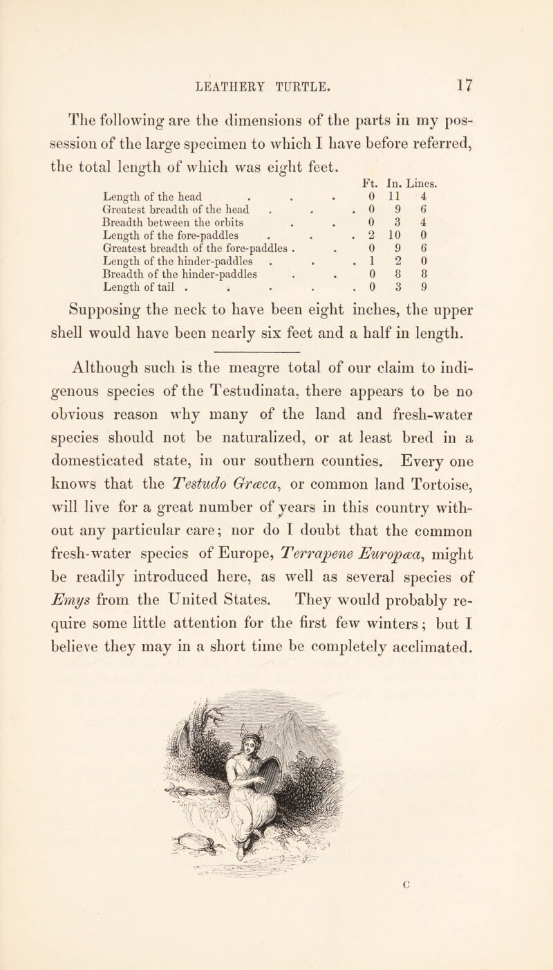 The following are the dimensions of the parts in my pos- session of the large specimen to which I have before referred, the total length of which was eight feet. Ft. In. Lines. Length of the head 0 11 4 Greatest breadth of the head . 0 9 6 Breadth between the orbits 0 3 4 Length of the fore-paddles . 2 10 0 Greatest breadth of the fore-paddles . 0 9 6 Length of the hinder-paddles . 1 2 0 Breadth of the hinder-paddles 0 8 8 Length of tail .... . 0 3 9 Supposing the neck to have been eight inches, the upper shell would have been nearly six feet and a half in length. Although such is the meagre total of our claim to indi- genous species of the Testudinata, there appears to be no obvious reason why many of the land and fresh-water species should not be naturalized, or at least bred in a domesticated state, in our southern counties. Every one knows that the Testudo GrcEca^ or common land Tortoise, will live for a great number of years in this country with- out any particular care; nor do I doubt that the common fresh-water species of Europe, Terrapene EuropcEa^ might be readily introduced here, as well as several species of Emys from the United States. They would probably re- quire some little attention for the first few winters; but I believe they may in a short time be completely acclimated.