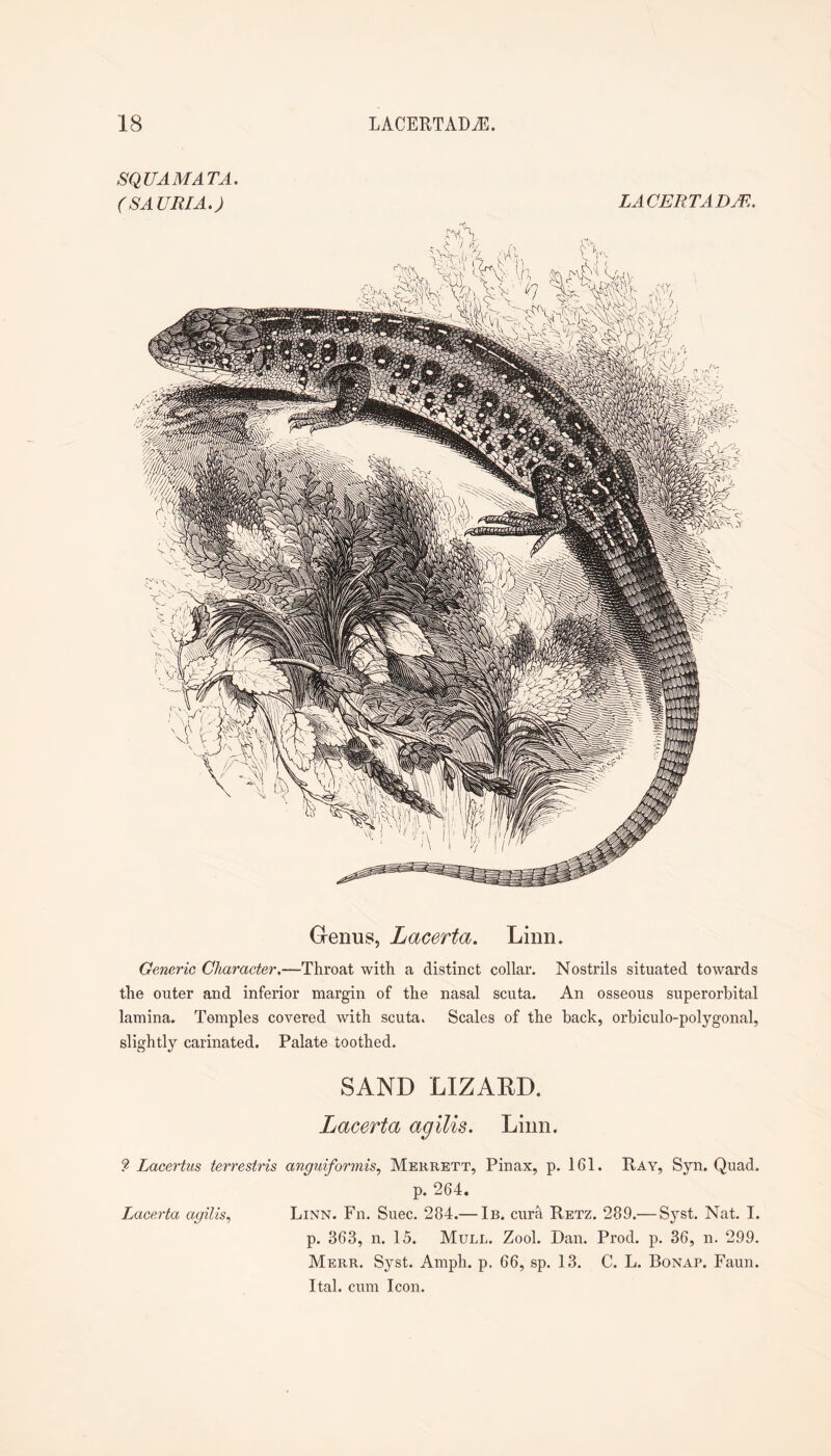 SQUAMATA. (SAURIA.) LACERTAD/R. Genus, Lacerta. Linn. Generic Character,—Throat with a distinct collar. Nostrils situated towards the outer and inferior margin of the nasal scuta. An osseous superorbital lamina. Temples covered with scuta. Scales of the back, orbiculo-polygonal, slightly carinated. Palate toothed. SAND LIZARD. Lacerta agllis. Linn. ? Lacertus terrestris anguiformis, Merrett, Pinax, p. 161. Ray, Syn. Quad. p. 264. Lacerta agilis,, Linn. Fn. Suec. 284.— Ib. curd Retz. 289.— Syst. Nat. I. p. 363, n. 15. Mull. Zool. Dan. Prod. p. 36, n. 299. Merr. Syst. Amph. p. 66, sp. 13. C. L. Bonap. Faun. Ital. cum Icon.