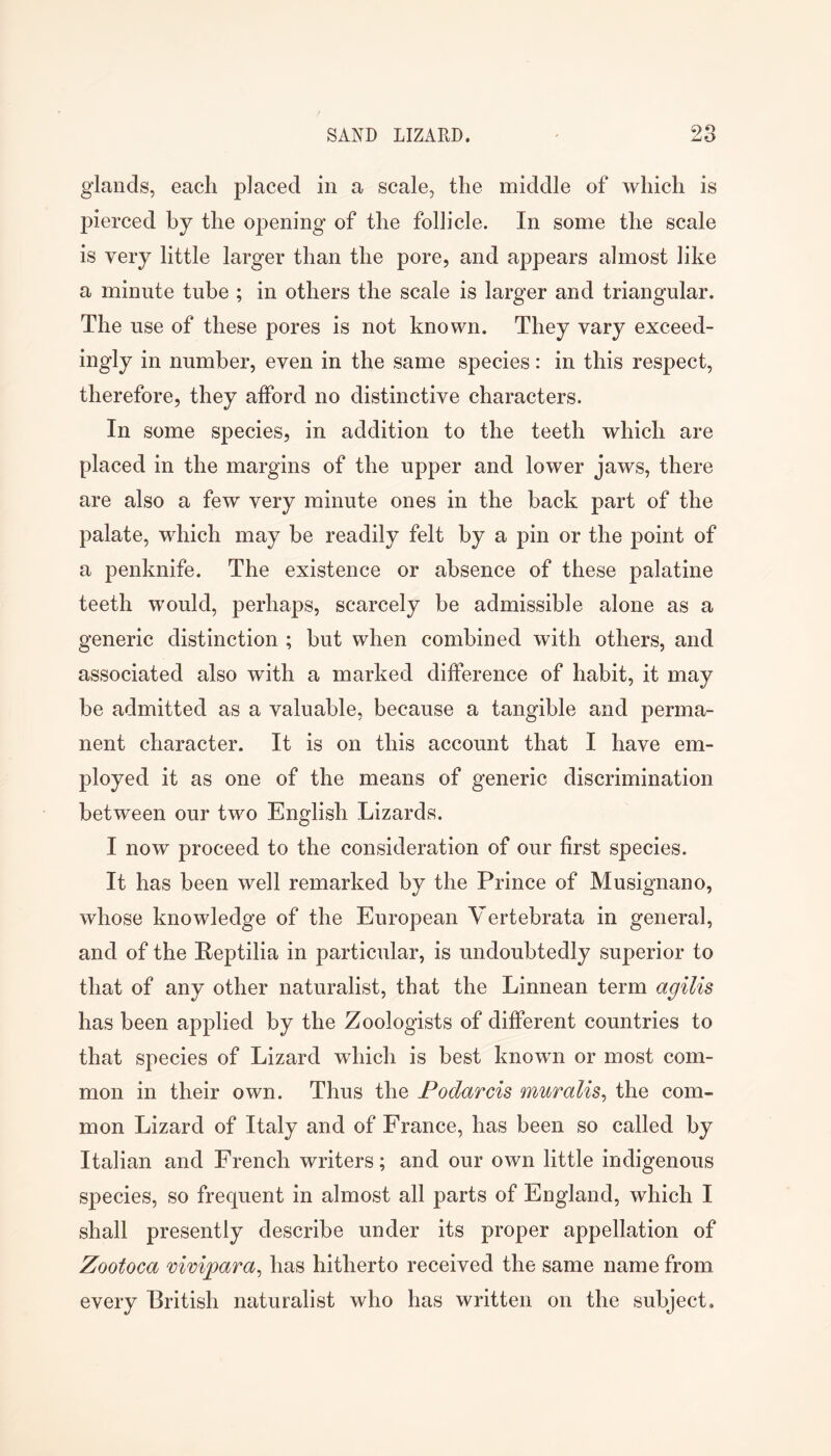 glands, each placed in a scale, the middle of which is pierced by the opening of the follicle. In some the scale is very little larger than the pore, and appears almost like a minute tube ; in others the scale is larger and triangular. The use of these pores is not known. They vary exceed- ingly in number, even in the same species: in this respect, therefore, they afford no distinctive characters. In some species, in addition to the teeth which are placed in the margins of the upper and lower jaws, there are also a few very minute ones in the back part of the palate, which may be readily felt by a pin or the point of a penknife. The existence or absence of these palatine teeth would, perhaps, scarcely be admissible alone as a generic distinction ; but when combined with others, and associated also with a marked difference of habit, it may be admitted as a valuable, because a tangible and perma- nent character. It is on this account that I have em- ployed it as one of the means of generic discrimination between our two English Lizards. I now proceed to the consideration of our first species. It has been well remarked by the Prince of Musignano, whose knowledge of the European Vertebrata in general, and of the Reptilia in particular, is undoubtedly superior to that of any other naturalist, that the Linnean term agilis has been applied by the Zoologists of different countries to that species of Lizard which is best known or most com- mon in their own. Thus the Podarcis muralis^ the com- mon Lizard of Italy and of France, has been so called by Italian and French writers; and our own little indigenous species, so frequent in almost all parts of England, which I shall presently describe under its proper appellation of Zootoca vivipara^ has hitherto received the same name from every British naturalist who has written on the subject.