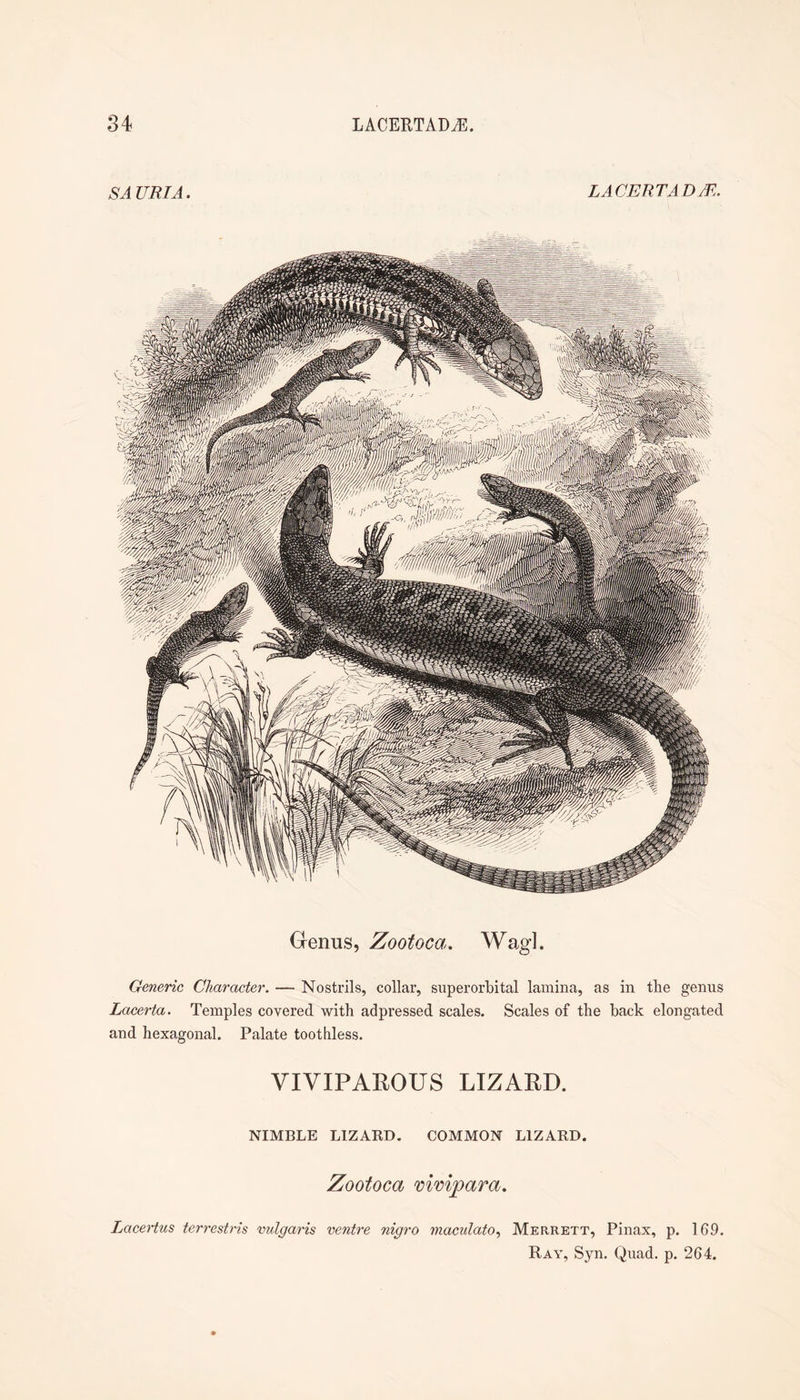 SAURIA. LACERTAD/E. Genus, Zootoca. Wagl. Generic Character. — Nostrils, collar, superorbital lamina, as in the genus Lacerta. Temples covered with adpressed scales. Scales of the back elongated and hexagonal. Palate toothless. VIVIPAROUS LIZARD. NIMBLE LIZARD. COMMON LIZARD. Zootoca mmpara. Lacertus terrestris vulgaris ventre nigro maculato.^ Merrett, Pinax, p. 169 Ray, Syn. Quad. p. 264.