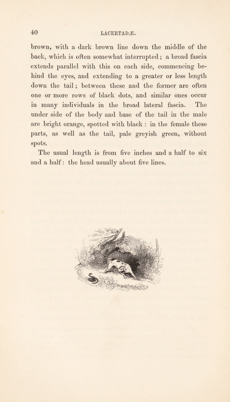 brown, with a dark brown line down the middle of the back, which is often somewhat interrupted; a broad fascia extends parallel with this on each side, commencing be- hind the eyes, and extending to a greater or less length down the tail; between these and the former are often one or more rows of black dots, and similar ones occur in many individuals in the broad lateral fascia. The under side of the body and base of the tail in the male are bright orange, spotted with black : in the female these parts, as well as the tail, pale greyish green, without spots. The usual length is from five inches and a half to six and a half: the head usually about five lines.