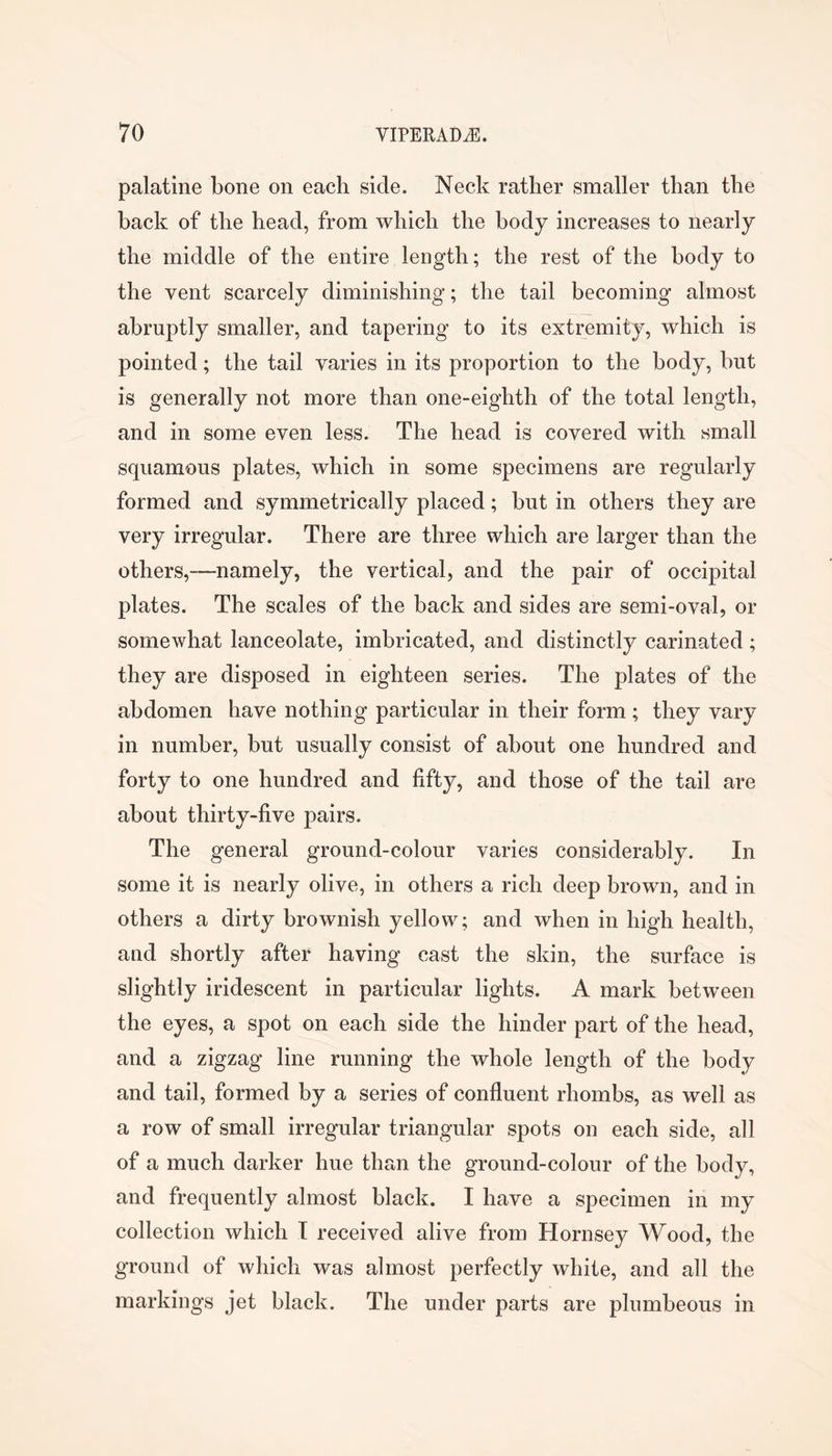 palatine bone on each side. Neck rather smaller than the back of the head, from which the body increases to nearly the middle of the entire length; the rest of the body to the vent scarcely diminishing; the tail becoming almost abruptly smaller, and tapering to its extremity, which is pointed; the tail varies in its proportion to the body, but is generally not more than one-eighth of the total length, and in some even less. The head is covered with small squamous plates, which in some specimens are regularly formed and symmetrically placed; but in others they are very irregular. There are three which are larger than the others,—namely, the vertical, and the pair of occipital plates. The scales of the back and sides are semi-oval, or somewhat lanceolate, imbricated, and distinctly carinated ; they are disposed in eighteen series. The plates of the abdomen have nothing particular in their form ; they vary in number, but usually consist of about one hundred and forty to one hundred and fifty, and those of the tail are about thirty-five pairs. The general ground-colour varies considerably. In some it is nearly olive, in others a rich deep brown, and in others a dirty brownish yellow; and when in high health, and shortly after having cast the skin, the surface is slightly iridescent in particular lights. A mark between the eyes, a spot on each side the hinder part of the head, and a zigzag line running the whole length of the body and tail, formed by a series of confluent rhombs, as well as a row of small irregular triangular spots on each side, all of a much darker hue than the ground-colour of the body, and frequently almost black. I have a specimen in my collection which T received alive from Hornsey Wood, the ground of which was almost perfectly white, and all the markings jet black. The under parts are plumheous in