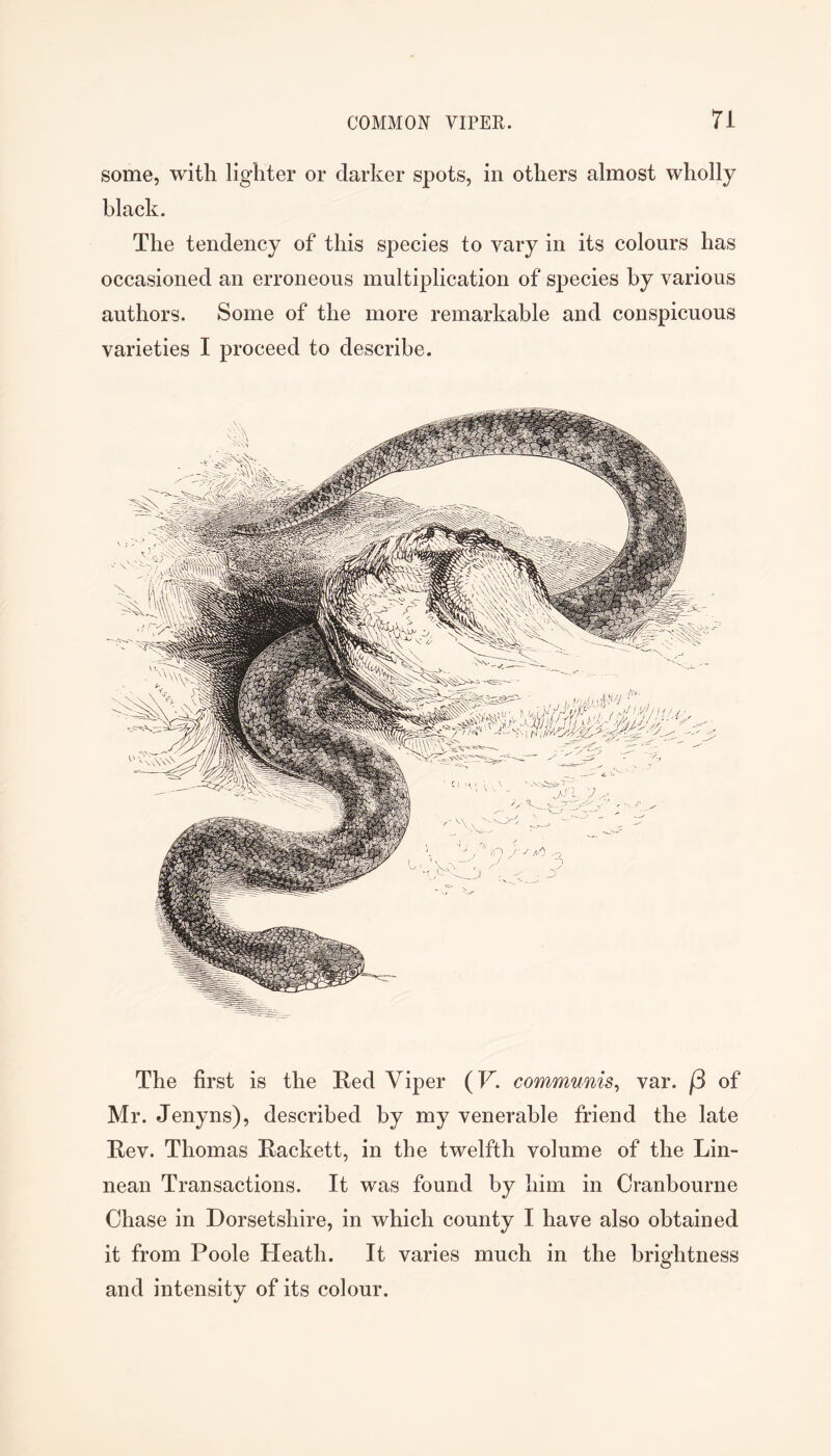 some, with lighter or darker spots, in others almost wholly black. The tendency of this species to vary in its colours has occasioned an erroneous multiplication of species by various authors. Some of the more remarkable and conspicuous varieties I proceed to describe. The first is the Red Viper (F. communis^ var. |3 of Mr. Jenyns), described by my venerable friend the late Rev. Thomas Rackett, in the twelfth volume of the Lin- nean Transactions. It was found by him in Cranbourne Chase in Dorsetshire, in which county I have also obtained it from Poole Heath. It varies much in the brightness and intensity of its colour.