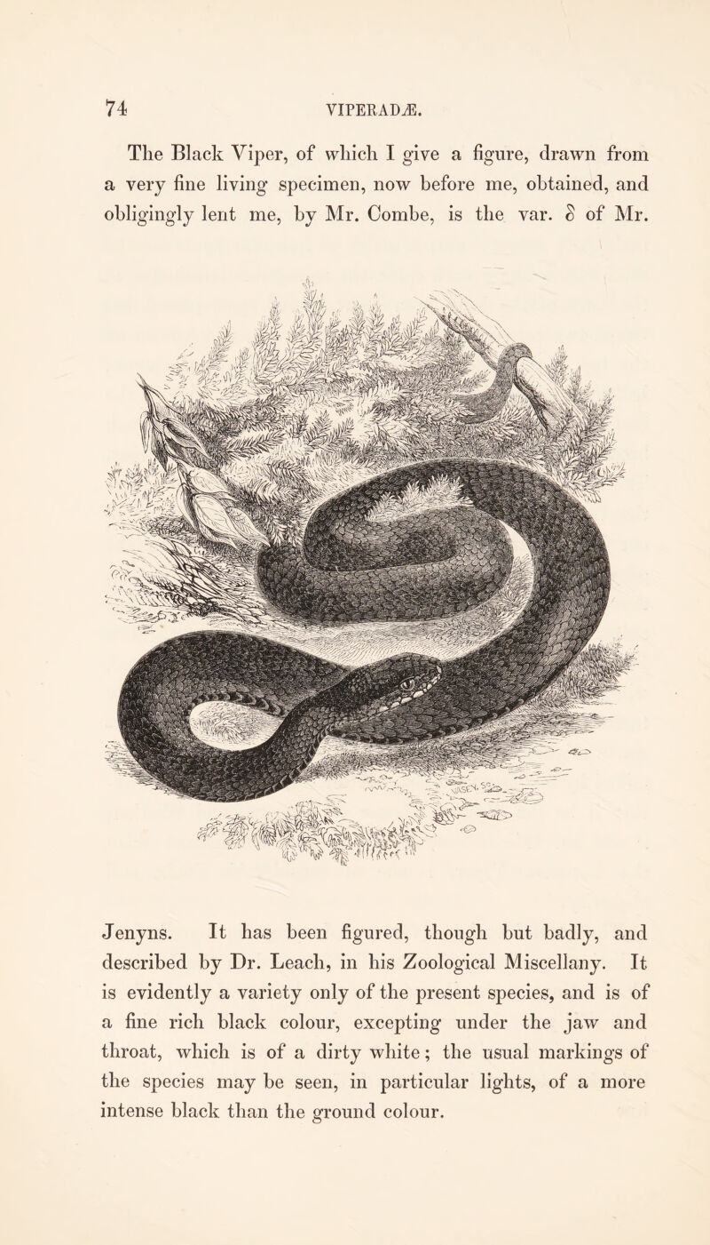 The Black Viper, of which I give a figure, drawn from a very fine living specimen, now before me, obtained, and obligingly lent me, by Mr. Combe, is the var. § of Mr. Jenyns. It has been figured, though but badly, and described by Dr. Leach, in bis Zoological Miscellany. It is evidently a variety only of the present species, and is of a fine rich black colour, excepting under the jaw and throat, which is of a dirty white; the usual markings of the species may be seen, in particular lights, of a more intense black than the ground colour.