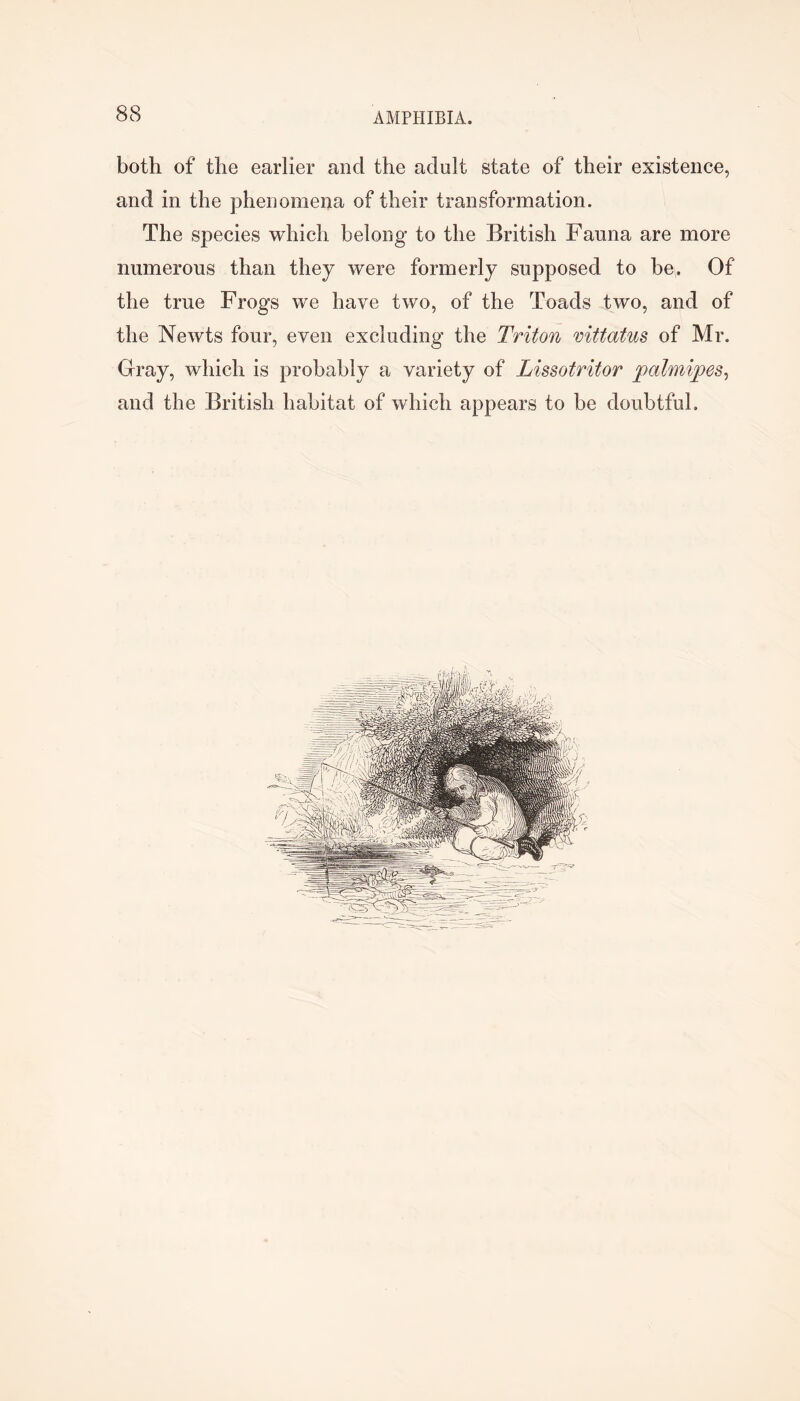 both of the earlier and the adult state of their existence, and in the phenomena of their transformation. The species which belong to the British Fauna are more numerous than they were formerly supposed to be. Of the true Frogs we have two, of the Toads two, and of the Newts four, even excluding the Triton vittatus of Mr. Gray, which is probably a variety of Lissotritor palmipes^ and the British habitat of which appears to be doubtful.