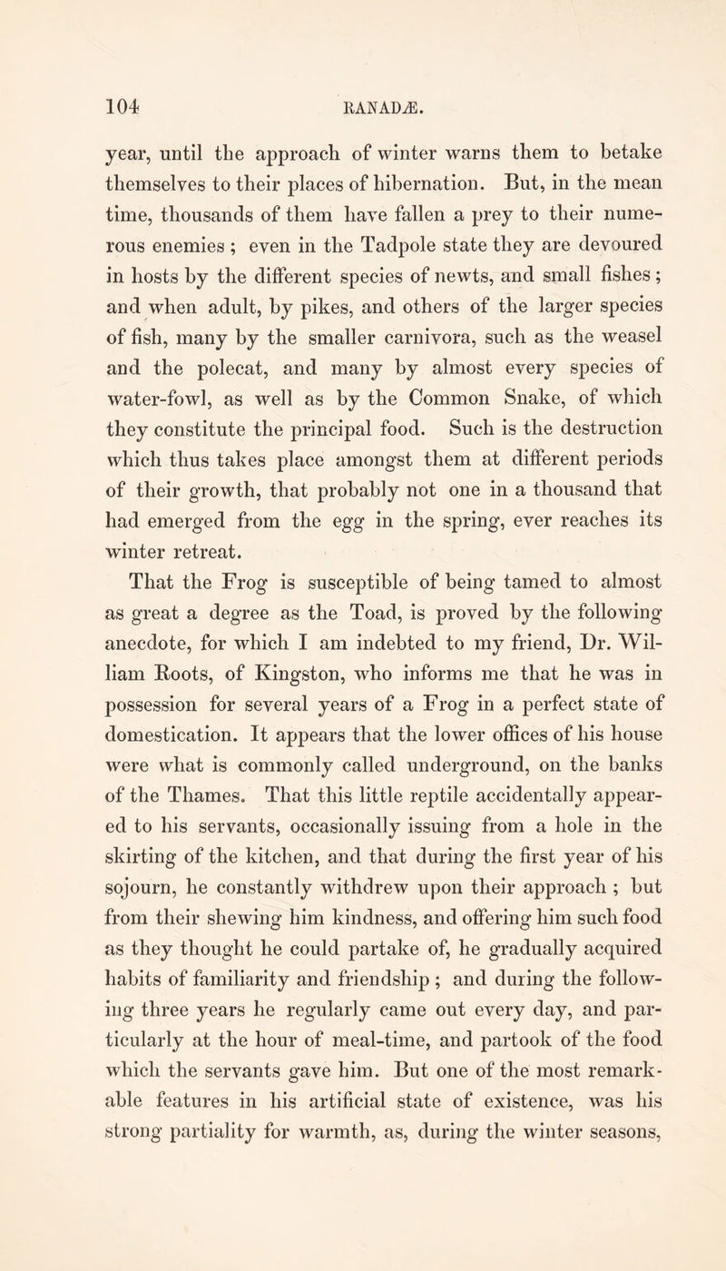 year, until the approach of winter warns them to betake themselves to their places of hibernation. But, in the mean time, thousands of them have fallen a prey to their nume- rous enemies ; even in the Tadpole state they are devoured in hosts by the different species of newts, and small fishes; and when adult, by pikes, and others of the larger species of fish, many by the smaller carnivora, such as the weasel and the polecat, and many by almost every species of water-fowl, as well as by the Common Snake, of which they constitute the principal food. Such is the destruction which thus takes place amongst them at different periods of their growth, that probably not one in a thousand that had emerged from the egg in the spring, ever reaches its wfinter retreat. That the Frog is susceptible of being tamed to almost as great a degree as the Toad, is proved by the following anecdote, for which I am indebted to my friend. Dr. Wil- liam Boots, of Kingston, who informs me that he was in possession for several years of a Frog in a perfect state of domestication. It appears that the lower offices of his house were what is commonly called underground, on the banks of the Thames, That this little reptile accidentally appear- ed to his servants, occasionally issuing from a hole in the skirting of the kitchen, and that during the first year of his sojourn, he constantly withdrew upon their approach ; but from their shewing him kindness, and offering him such food as they thought he could partake of, he gradually acquired habits of familiarity and friendship ; and during the follow- ing three years he regularly came out every day, and par- ticularly at the hour of meal-time, and partook of the food which the servants gave him. But one of the most remark- able features in his artificial state of existence, was his strong partiality for warmth, as, during the winter seasons.