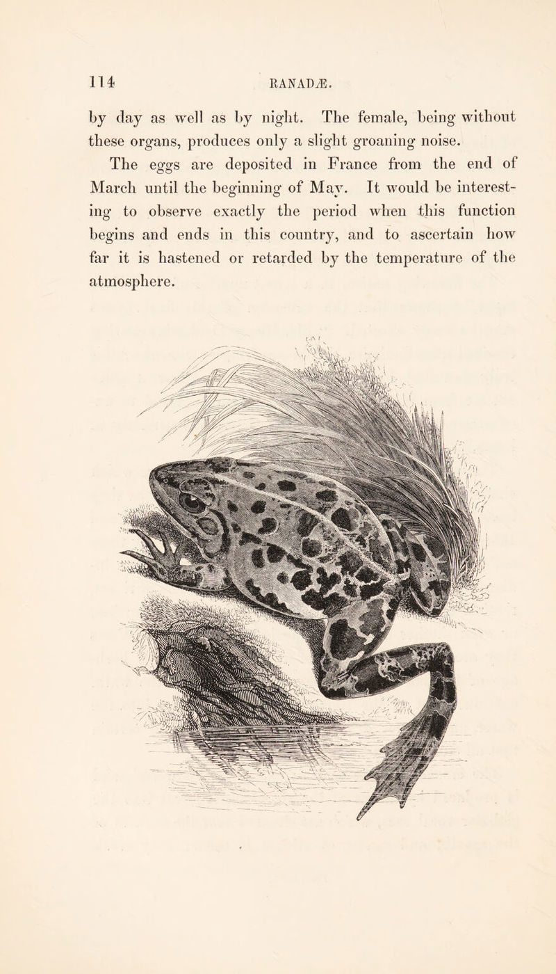 by day as well as by night. The female, being without these organs, produces only a slight groaning noise. The eggs are deposited in France from the end of March until the beginning of May. It would be interest- ing to observe exactly the period when this function begins and ends in this country, and to ascertain how far it is hastened or retarded by the temperature of the atmosphere. f.A f