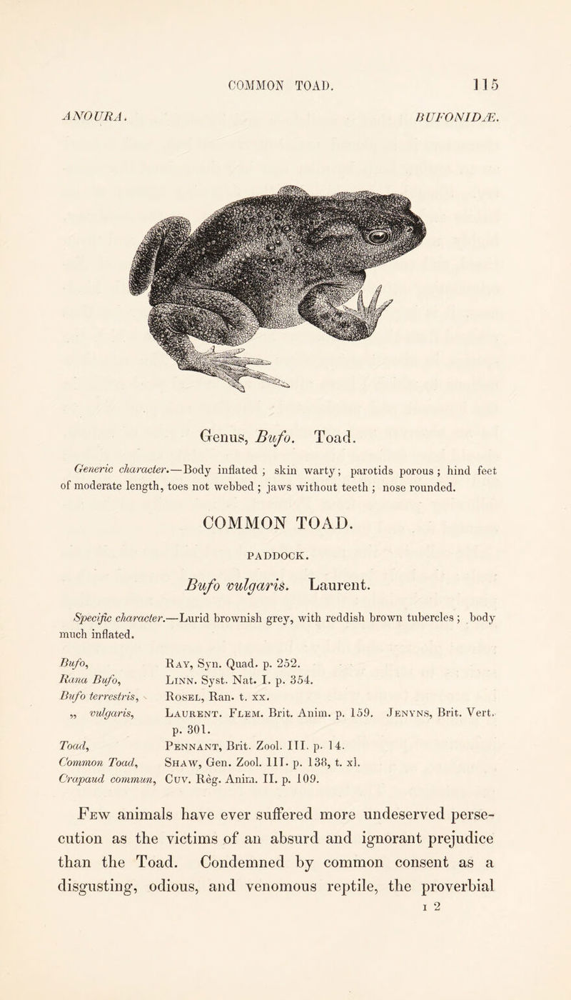 A NO URA. nUFONIDJE. Genus, Bufo. Toad. Generic character.—Body inflated ; skin warty; parotids porous ; hind feet of moderate length, toes not webbed ; jaws without teeth ; nose rounded. COMMON TOAD. PADDOCK. Bufo vulgaris. Laurent. Specific character.—Lurid brownish grey, with reddish brown tubercles; body much inflated. Bufo., Raim Bufo., Btfo terrestris, „ vulgaris., Toad^ Common Toad., Crapaud cornmun., Ray, Syn. Quad. p. 252. Linn. Syst. Nat. I. p. 354. Rosel, Ran. t. xx. Laurent. Flem. Brit. Anim. p. 159. p. 301. Pennant, Brit. Zool. III. p. 14. Shaw, Gen. Zool. 111. p. 138, t. xl. Cuv. Reg. Anim. II. p. 109. Jenvns, Brit. Vert. Few animals have ever suffered more undeserved perse- cution as the victims of an absurd and ignorant prejudice than the Toad. Condemned hy common consent as a disgusting, odious, and venomous reptile, the proverbial