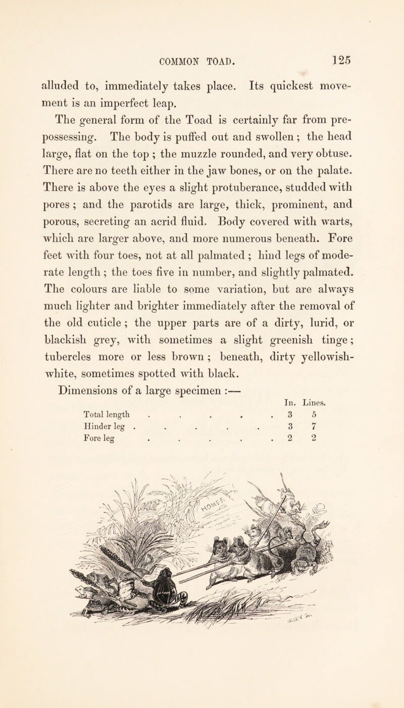 alluded to, immediately takes place. Its quickest move- ment is an imperfect leap. The general form of the Toad is certainly far from pre- possessing. The body is puffed out and swollen ; the head large, flat on the top ; the muzzle rounded, and very obtuse. There are no teeth either in the jaw bones, or on the palate. There is above the eyes a slight protuberance, studded with pores ; and the parotids are large, thick, prominent, and porous, secreting an acrid fluid. Body covered with warts, which are larger above, and more numerous beneath. Fore feet with four toes, not at all palmated ; hind legs of mode- rate length; the toes five in number, and slightly palmated. The colours are liable to some variation, but are always much lighter and brighter immediately after the removal of the old cuticle ; the upper parts are of a dirty, lurid, or blackish grey, with sometimes a slight greenish tinge; tubercles more or less brown ; beneath, dirty yellowish- white, sometimes spotted with black. Dimensions of a large specimen :— In. Lines. Total length . . , . .35 Hinder leg . . . . . 3 7 Fore leg . . . . .22