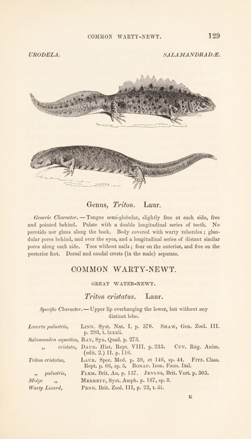 URODELA. SA LA MA NDRA DjE. Genus, Triton. Laur. Generic Character. — Tongue semi-globular, slightly free at each side, free and pointed behind. Palate with a double longitudinal series of teeth. No parotids nor glans along the back. Body covered with warty tubercles ; glan- dular pores behind, and over the eyes, and a longitudinal series of distant similar pores along each side. Toes without nails ; four on the anterior, and five on the posterior feet. Dorsal and caudal crests (in the male) separate. COMMON WARTY-NEWT. GREAT WATER-NEWT. Triton cristatus. Laur. Specific Character.—Upper lip overhanging the lov/er, but without any distinct lobe. Lacerta palustris, Linn. Syst. Nat. I. p. 370. Shaw, Gen. Zool. III. p. 298, t. Ixxxii. Salamandra aquatica^ Ray, Syn. Quad. p. 273. „ cristata^ Daud. Hist. Kept. VIII. p. 233. Cuv, Reg. Anim. (edit. 2.) II. p. 116. Triton cristatus., Laur. Spec. Med. p. 39, et 146, sp. 44. Fitz. Class. Rept. p. 66, sp. 5. Bonap. Icon. Faun. Ital. ,, palustris., Flem. Brit. An. p. 157. Jenyns, Brit. Vert. p. 303. Molge ,, Merrett, Syst. Amph. p. 187, sp. 8. Warty Lizard., Penn. Brit. Zool. Ill, p. 23, t. iii. K