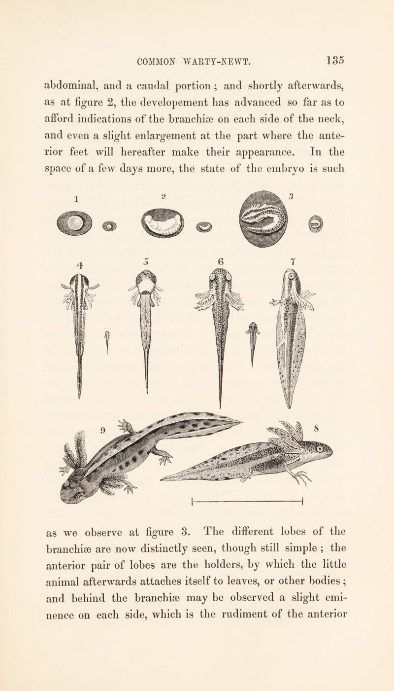 abdominal, and a caudal portion ; and shortly afterwards, as at figure 2, the developement has advanced so far as to afford indications of the branchiae on each side of the neck, and even a slight enlargement at the part where the ante- rior feet will hereafter make their appearance. In the space of a few days more, the state of the embryo is such as we observe at figure 3. The different lobes of the branchiae are now distinctly seen, though still simple ; the anterior pair of lobes are the holders, by which the little animal afterwards attaches itself to leaves, or other bodies; and behind the branchiae may be observed a slight emi- nence on each side, which is the rudiment of the anterior