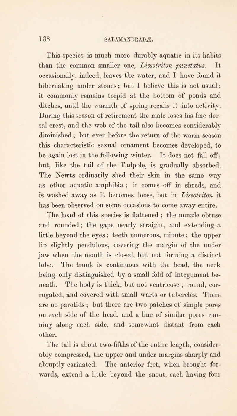 This species is much more durably aquatic in its habits than the common smaller one, Lissotriton punctatus. It occasionally, indeed, leaves the water, and I have found it hibernating under stones; but I believe this is not usual; it commonly remains torpid at the bottom of ponds and ditches, until the warmth of spring recalls it into activity. During this season of retirement the male loses his fine dor- sal crest, and the web of the tail also becomes considerably diminished; but even before the return of the warm season this characteristic sexual ornament becomes developed, to be again lost in the following winter. It does not fall off; but, like the tail of the Tadpole, is gradually absorbed. The Newts ordinarily shed their skin in the same way as other aquatic amphibia ; it comes off in shreds, and is washed away as it becomes loose, but in Lissotriton it has been observed on some occasions to come away entire. The head of this species is flattened ; the muzzle obtuse and rounded; the gape nearly straight, and extending a little beyond the eyes; teeth numerous, minute; the upper lip slightly pendulous, covering the margin of the under jaw when the mouth is closed, but not forming a distinct lobe. The trunk is continuous with the head, the neck being only distinguished by a small fold of integument be- neath. The body is thick, but not ventricose ; round, cor- rugated, and covered with small warts or tubercles. There are no parotids; but there are two patches of simple pores on each side of the head, and a line of similar pores run- ning along each side, and somewhat distant from each other. The tail is about two-fifths of the entire length, consider- ably compressed, the upper and under margins sharply and abruptly carinated. The anterior feet, when brought for- wards, extend a little beyond the snout, each having four